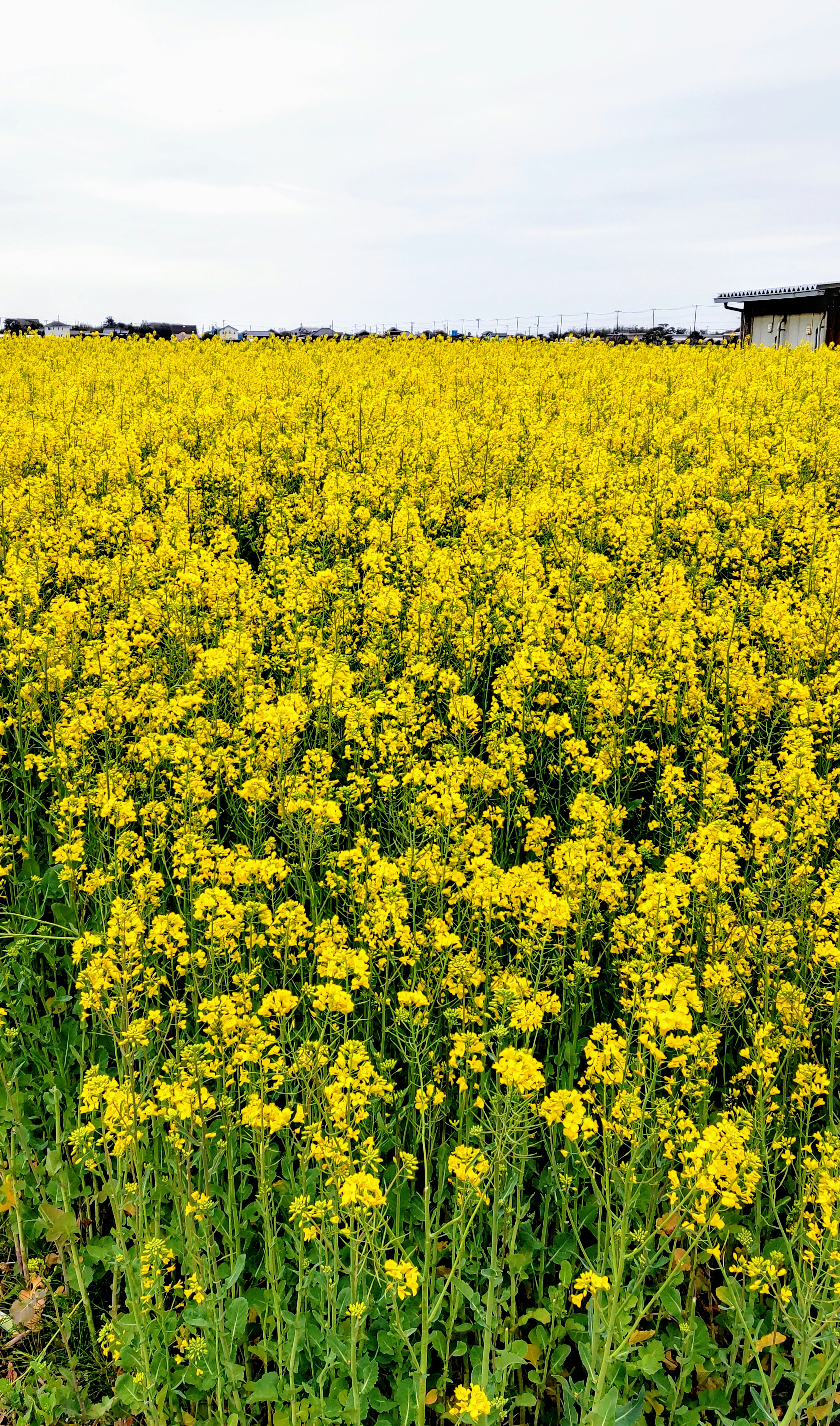 菜の花畑と青空、遠くに小屋のある風景