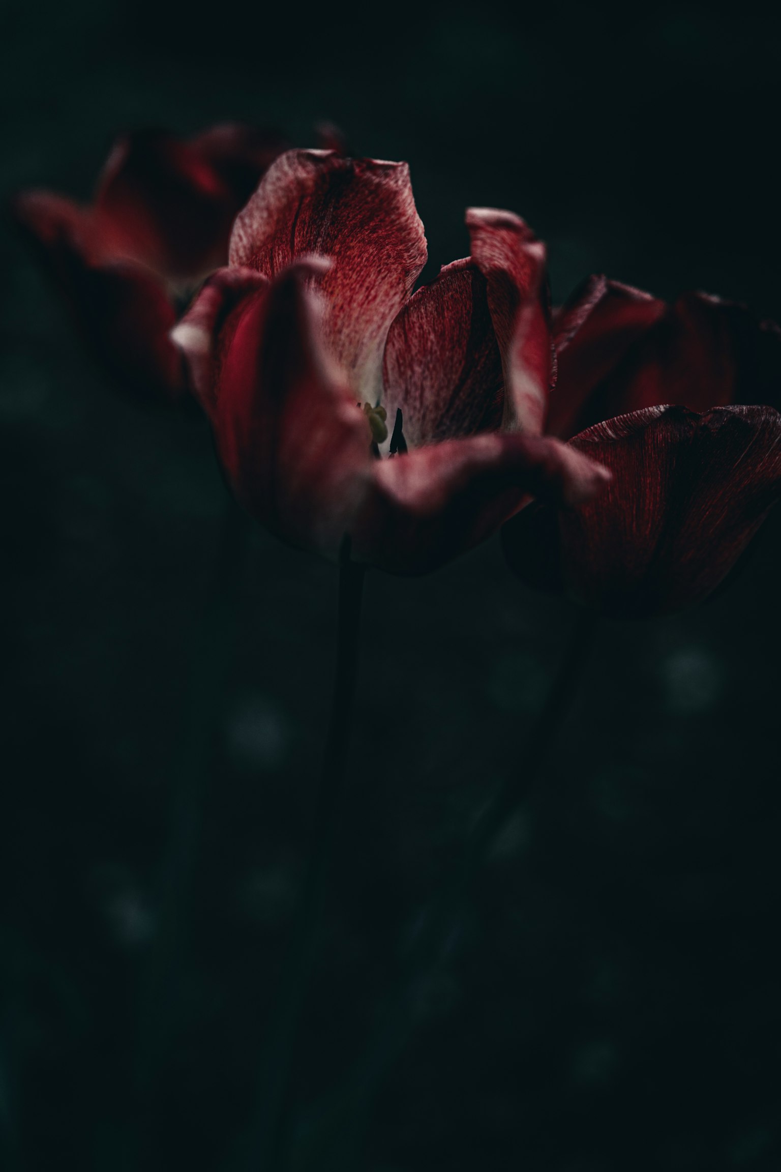 黑暗背景下紅花的美麗圖像