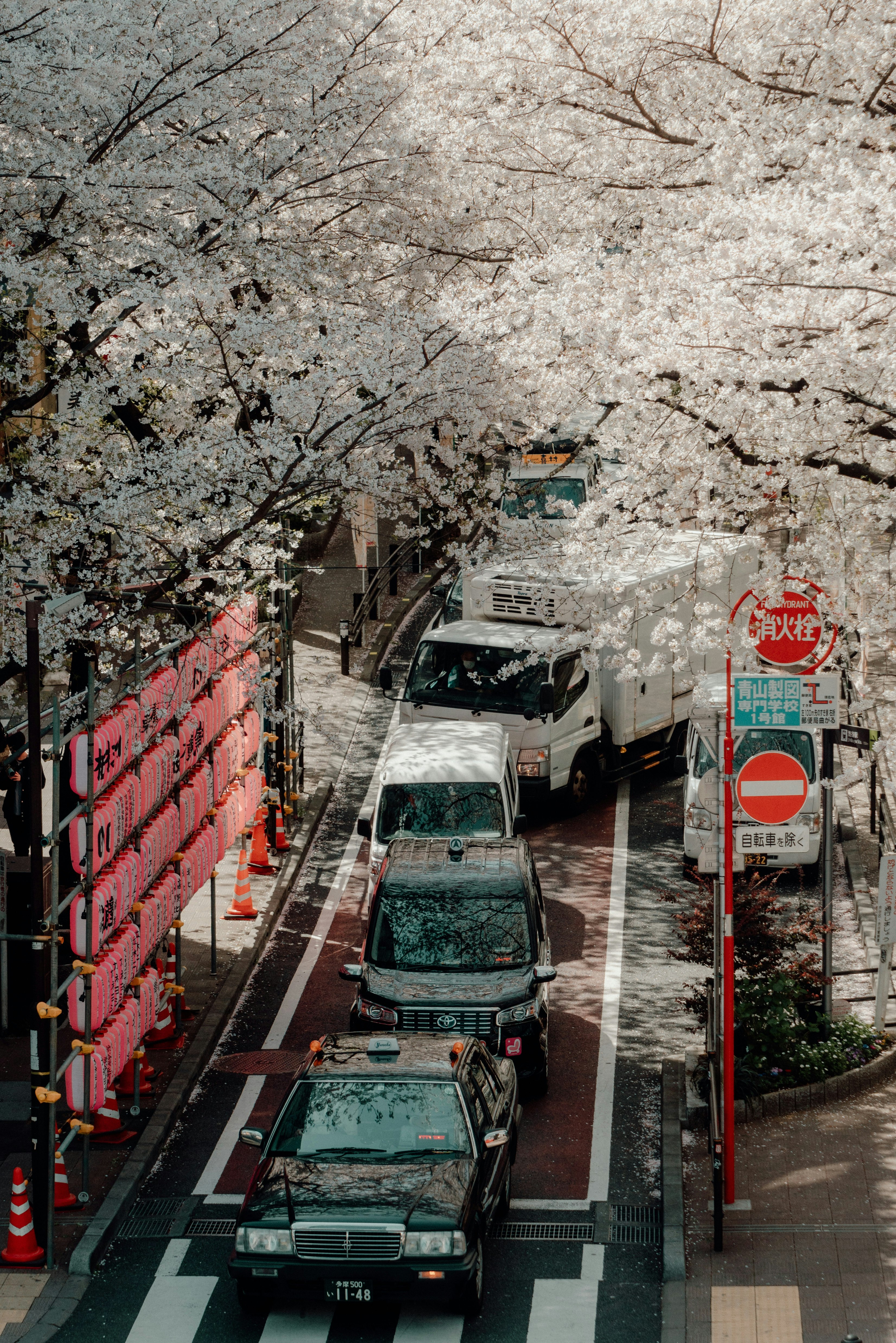 桜並木のある狭い路地を走る車とバス停の標識