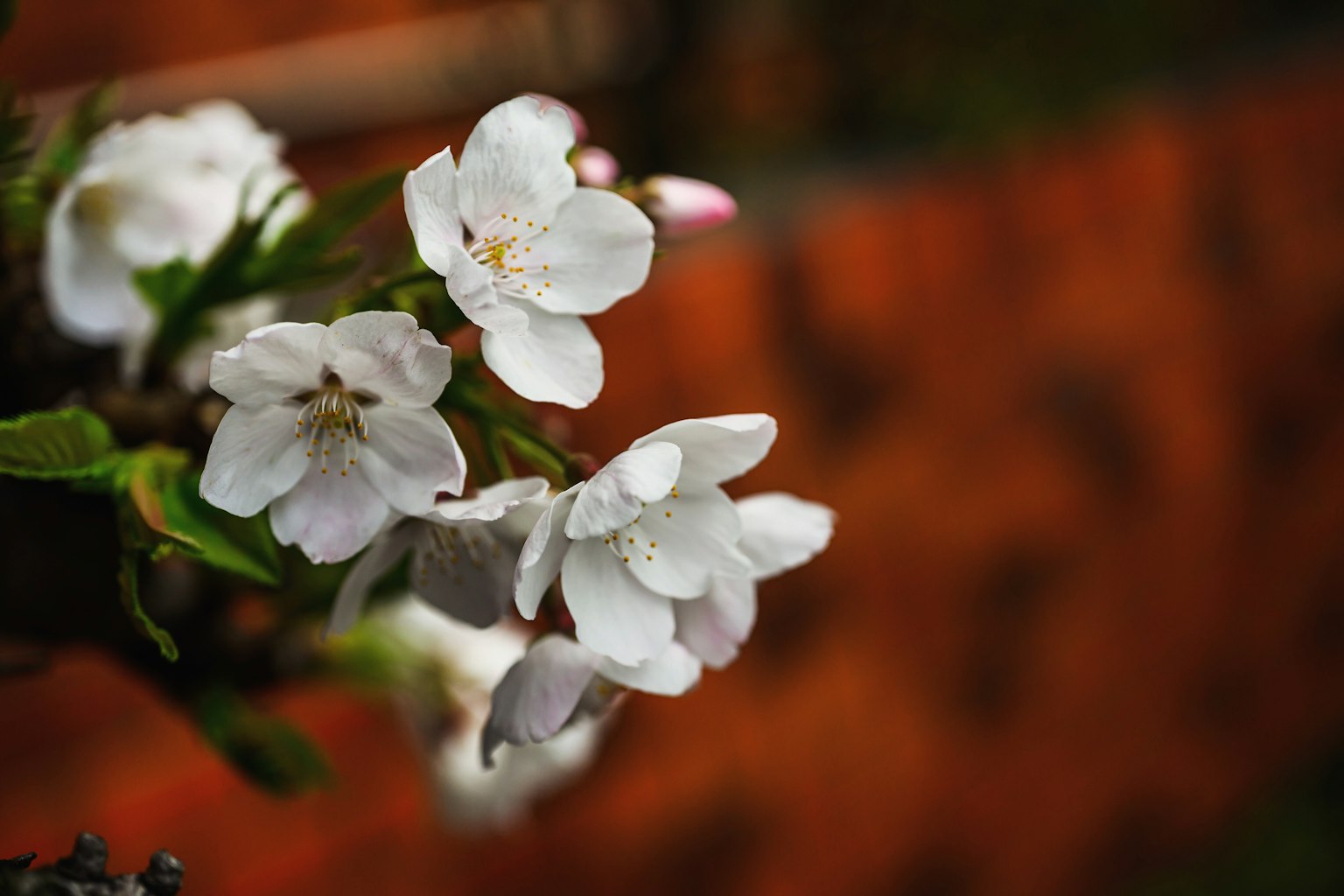 Close-up of white flowers blooming on a branch with an orange background