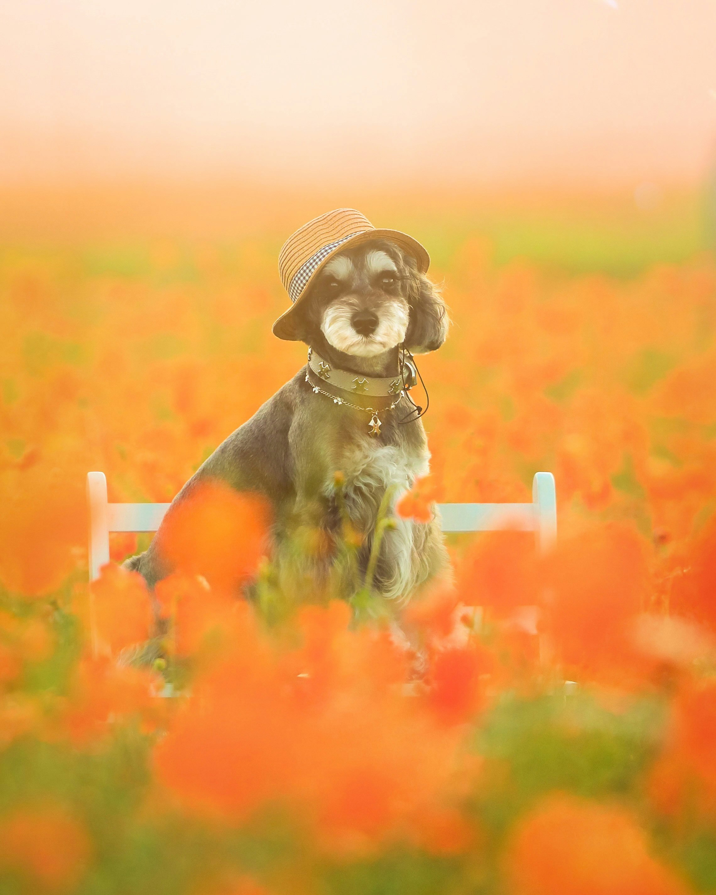 花畑で帽子をかぶった小さな犬