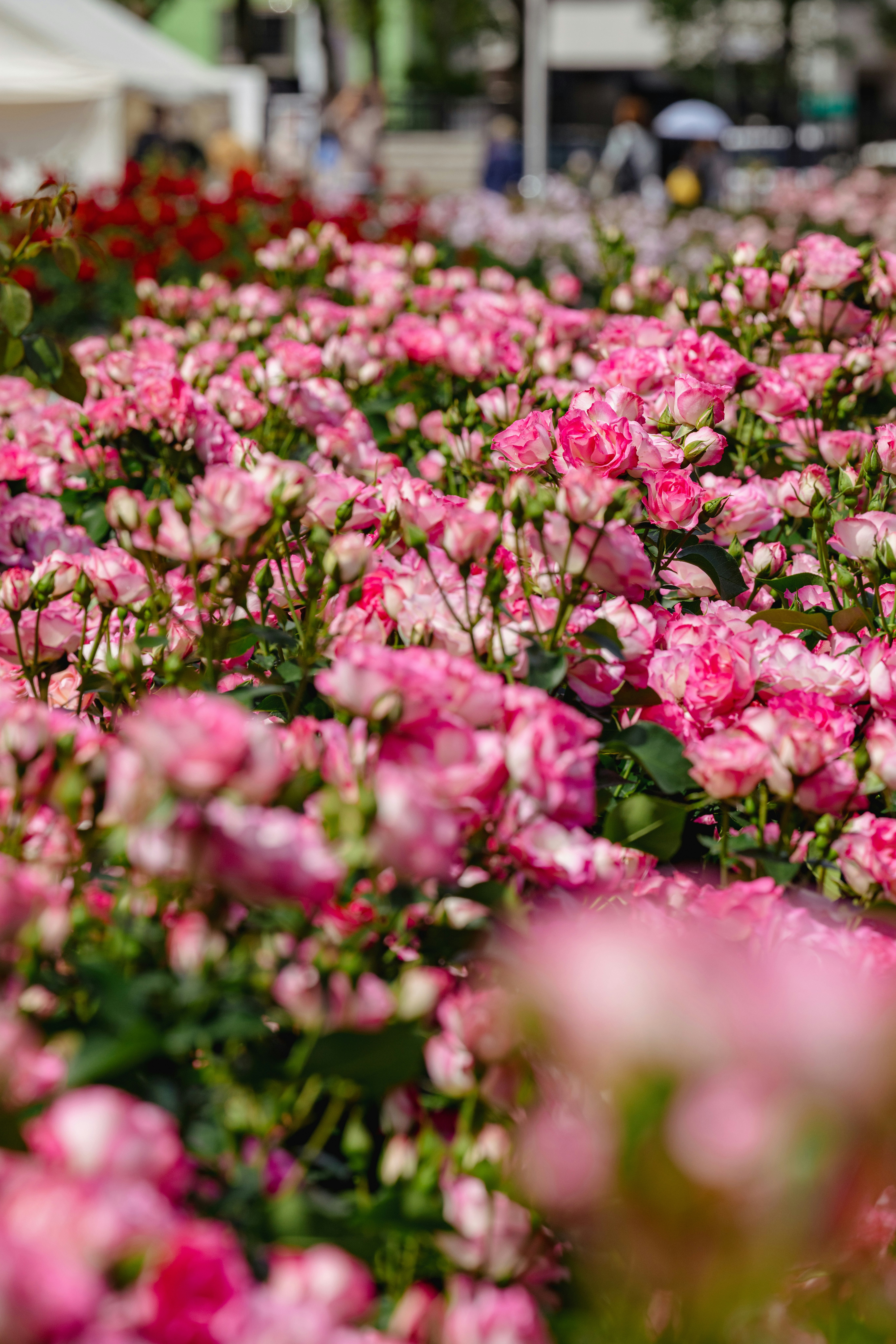 pink roses blooming in a flower bed