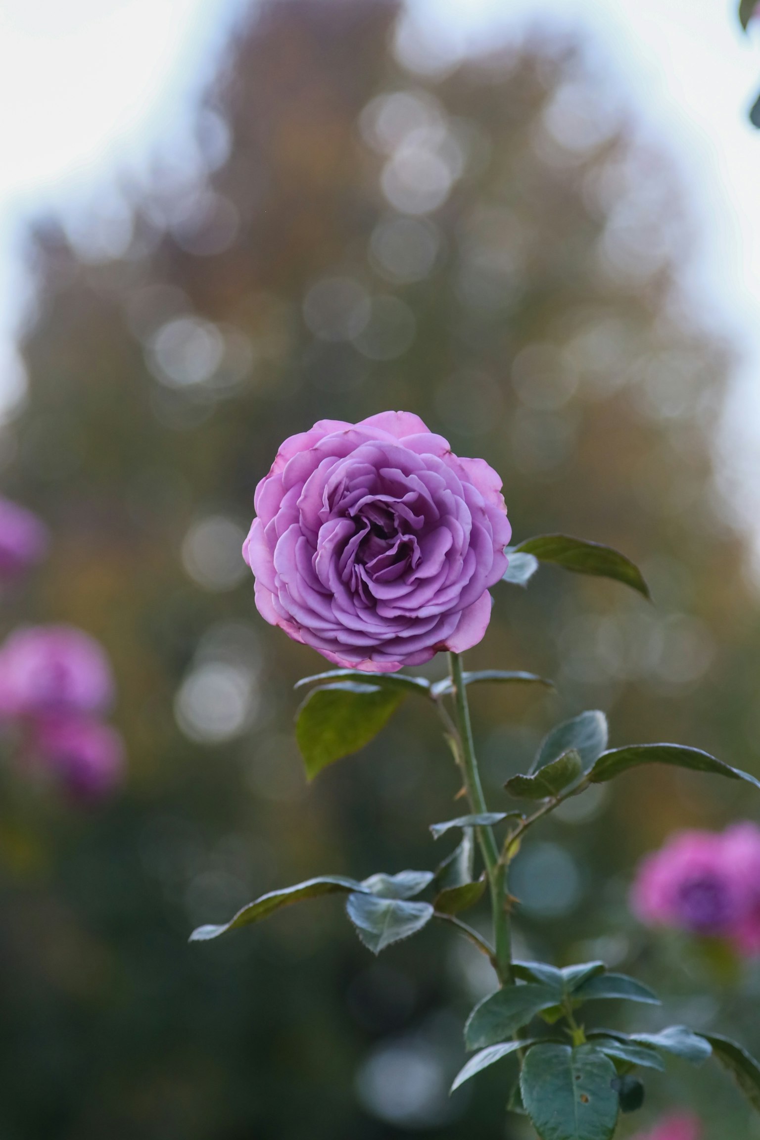 A vibrant purple rose in focus with a blurred background