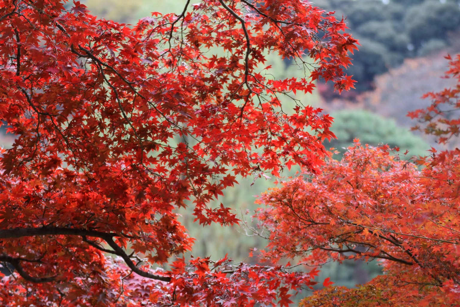 特寫鮮豔紅葉的樹木背景模糊的綠色樹葉