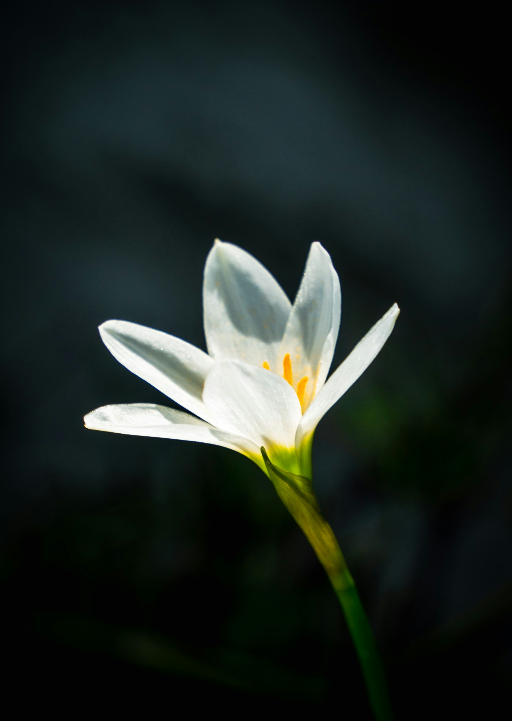 白色百合花特寫