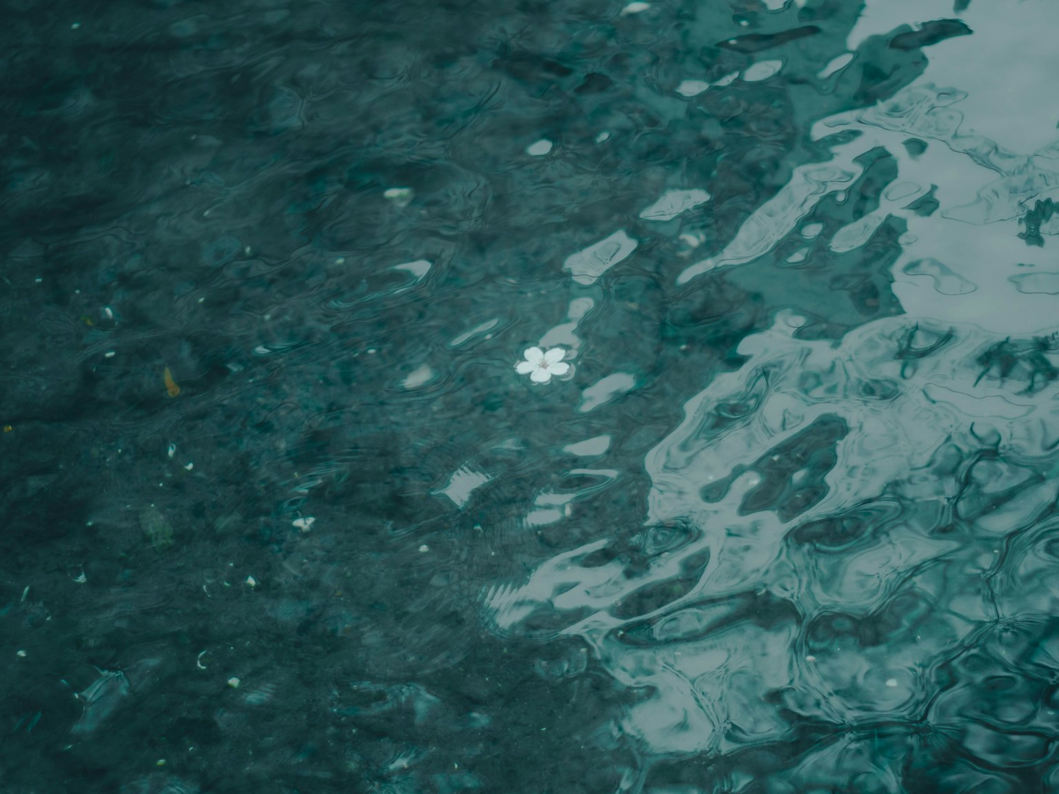 Un pétalo blanco flotando sobre una superficie de agua verde oscuro con ondas