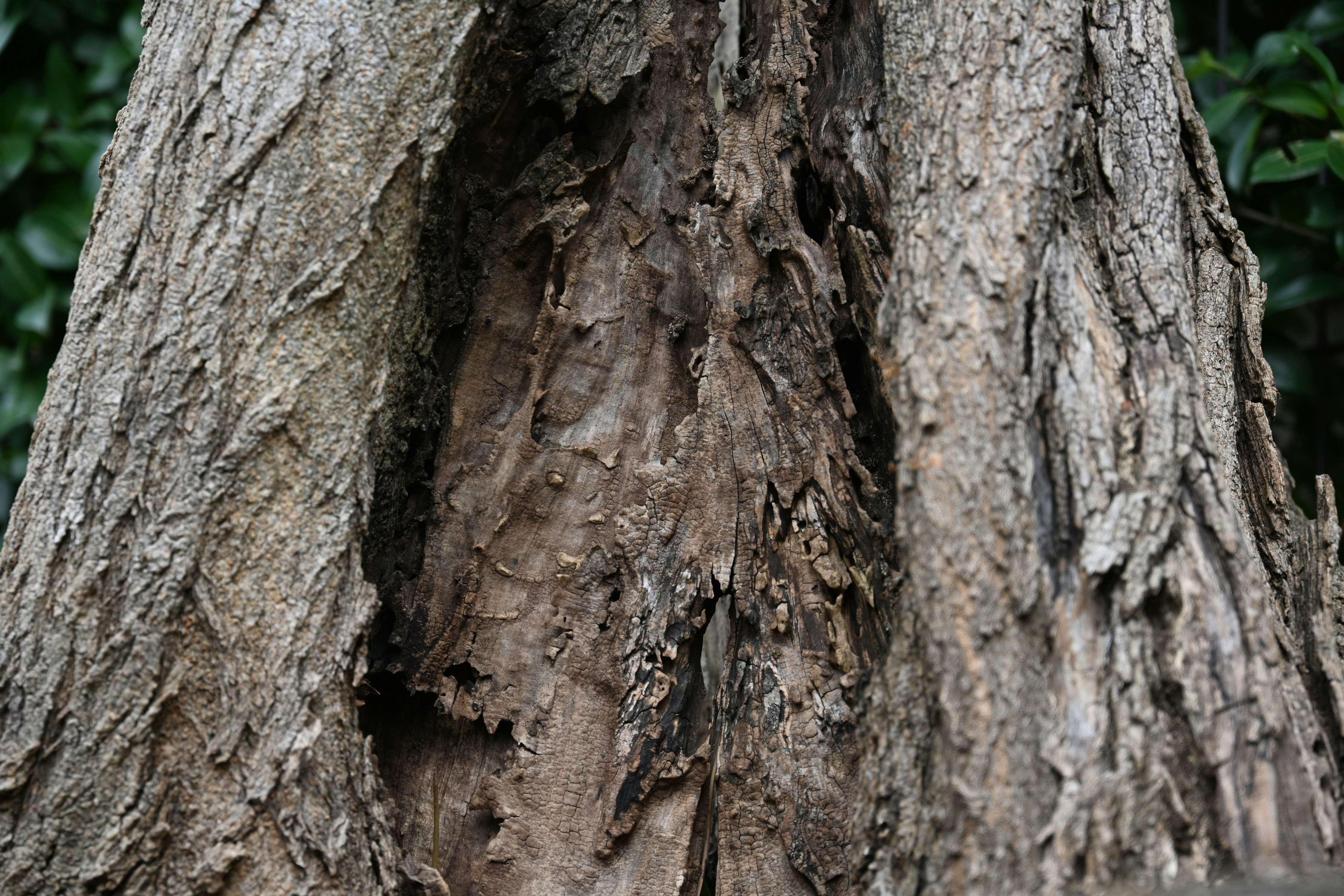 close-up of tree bark texture