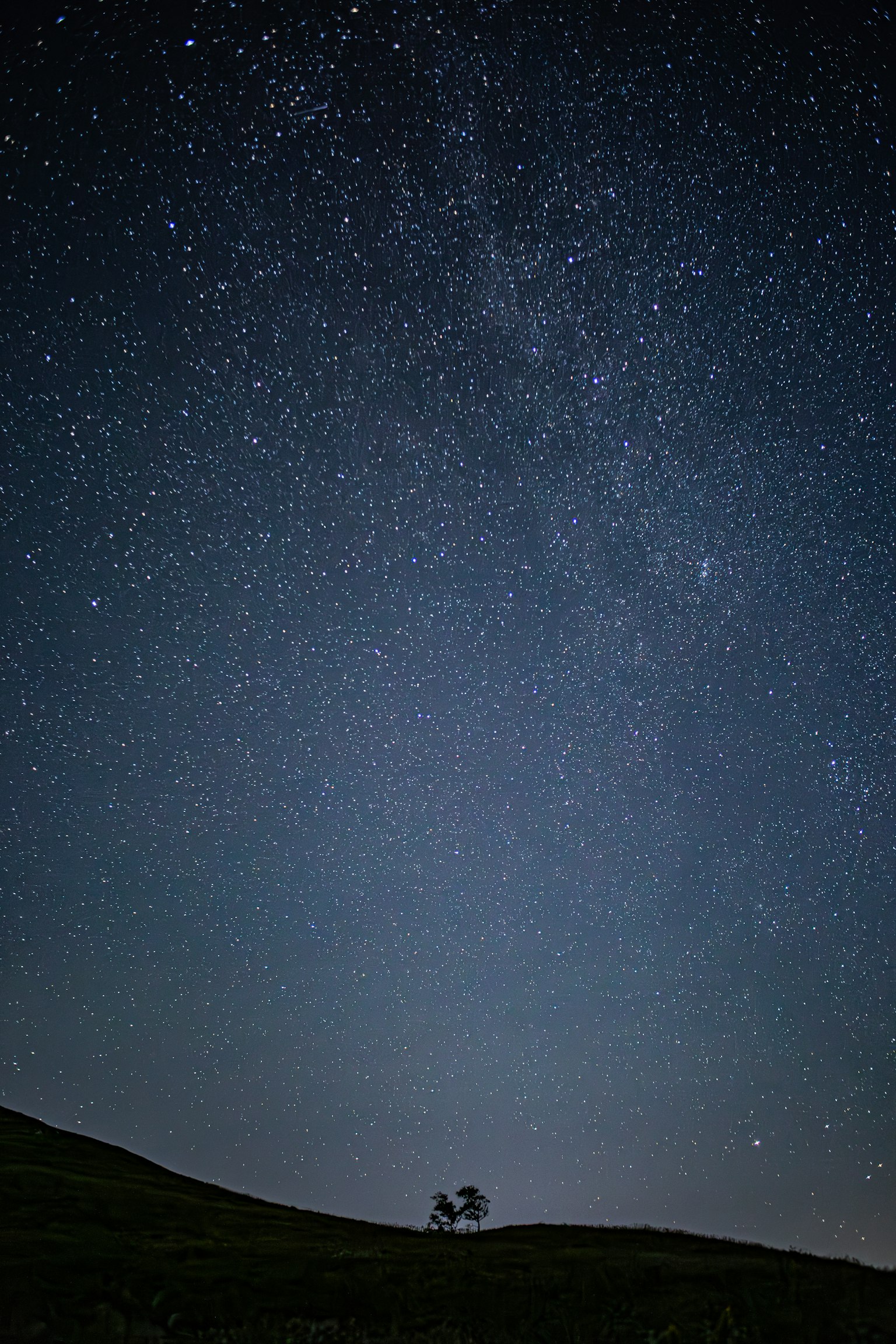 星空下小樹的輪廓