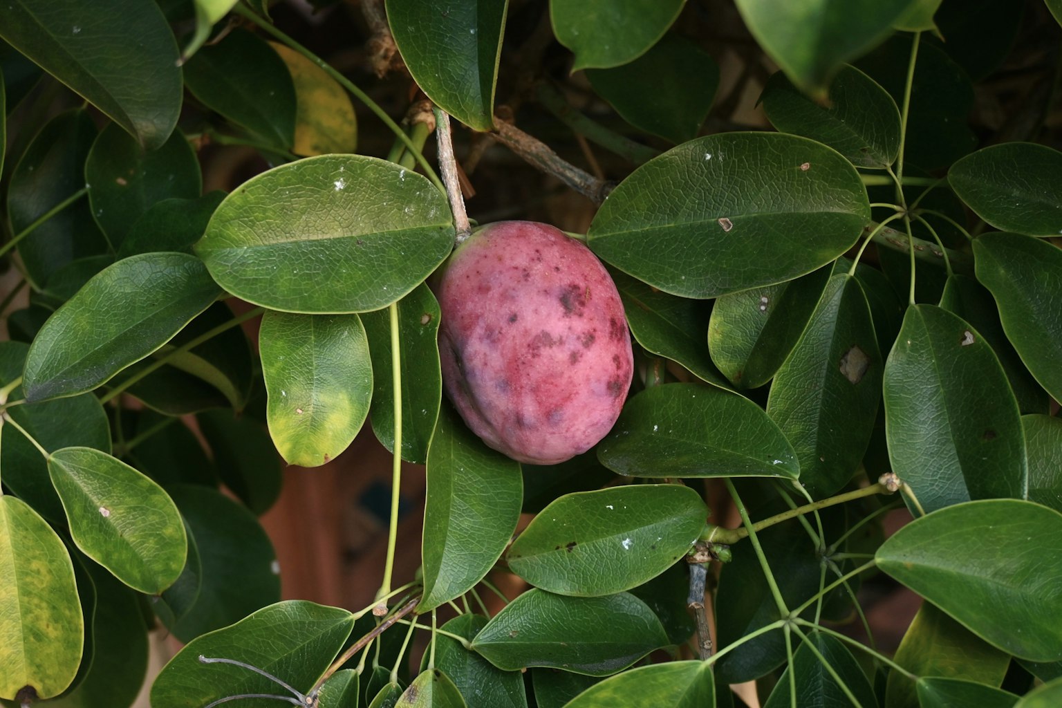 Frutto viola circondato da foglie verdi