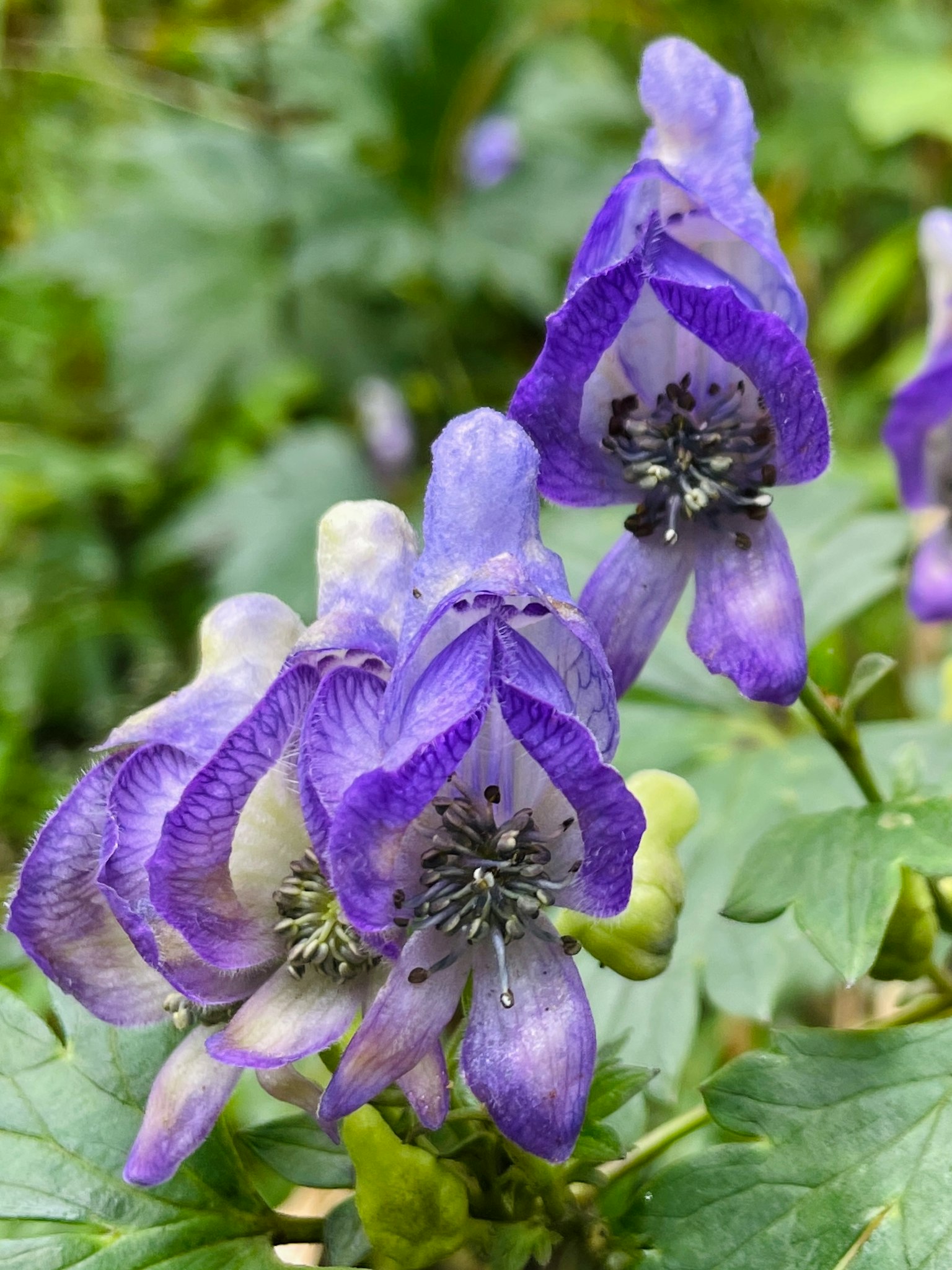 Primo piano di bellissimi fiori viola che sbocciano su una pianta