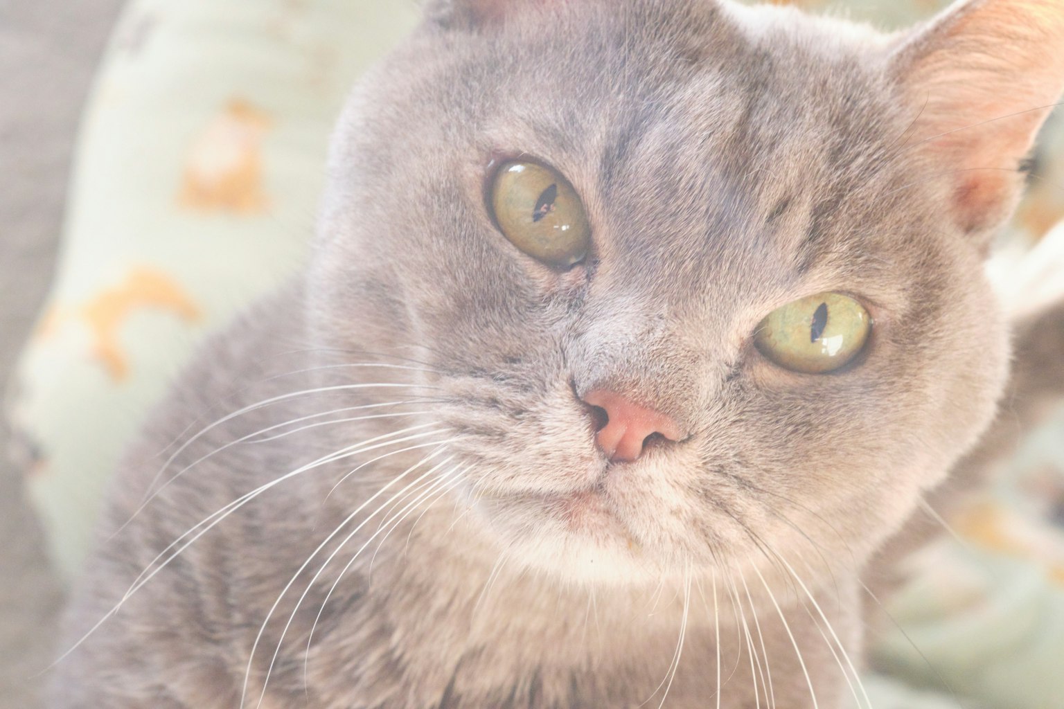 Chat gris regardant directement l'objectif