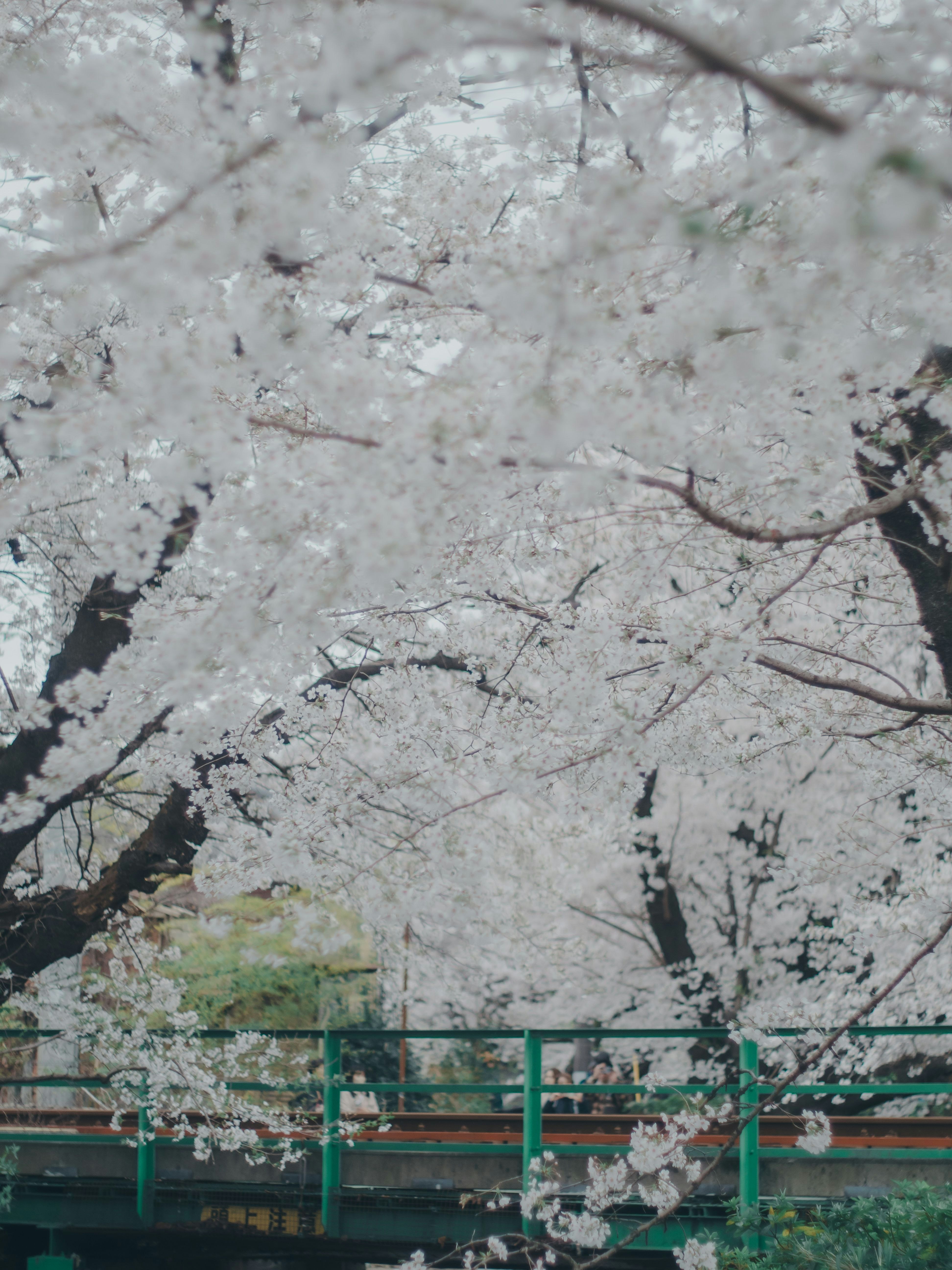 桜の枝が広がる川沿いの緑の欄干