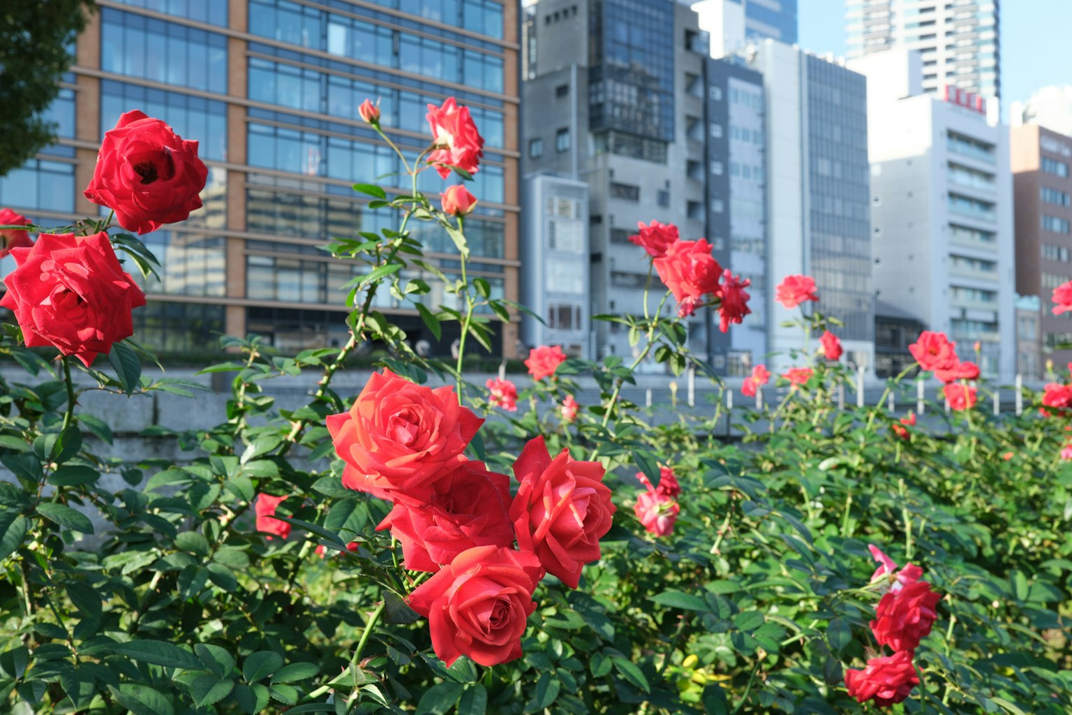 Red roses blooming in an urban landscape