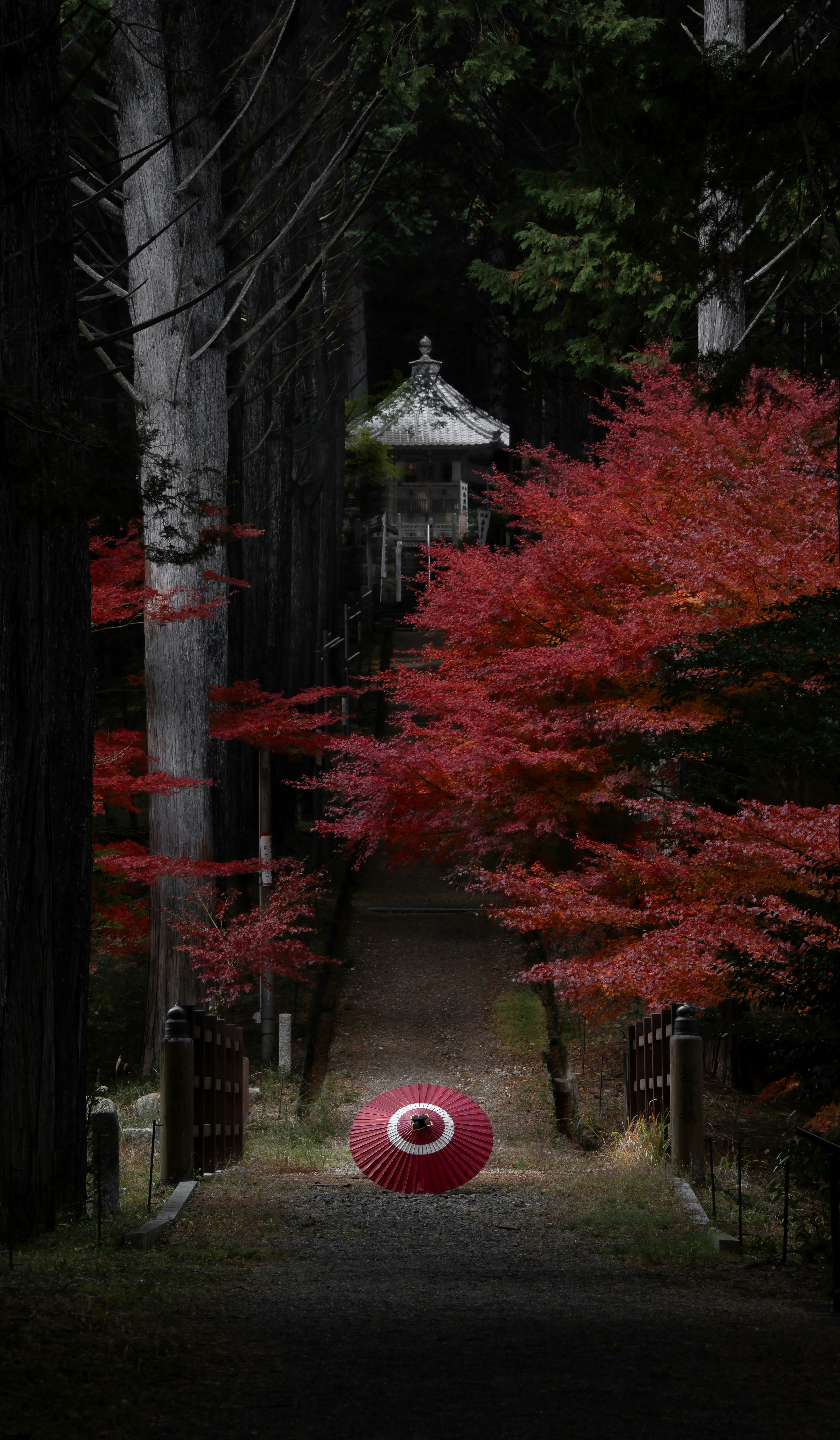 紅葉と和傘が並ぶ参道の石灯籠前の風景