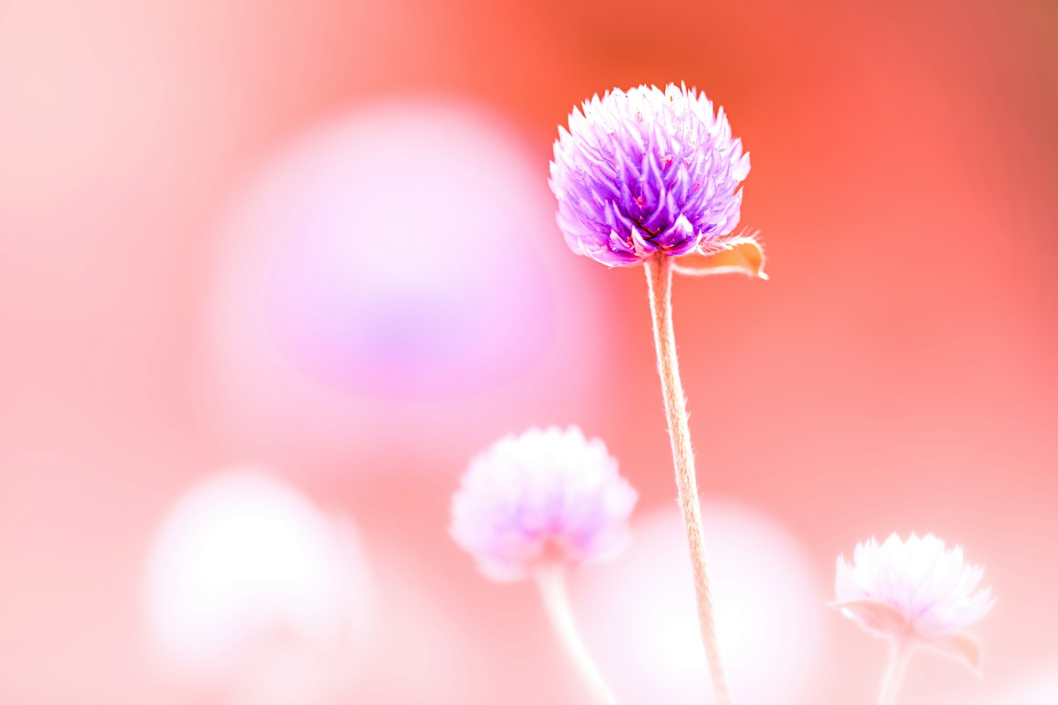 Pequeñas flores moradas sobre un fondo rosa suave
