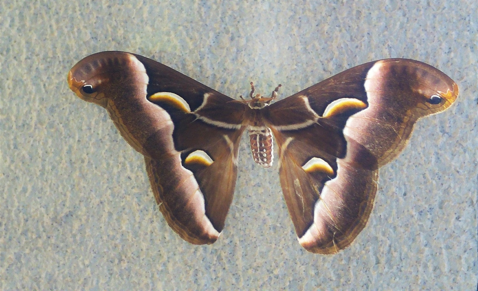 Un magnifique papillon brun avec des ailes déployées présentant des taches jaunes distinctives