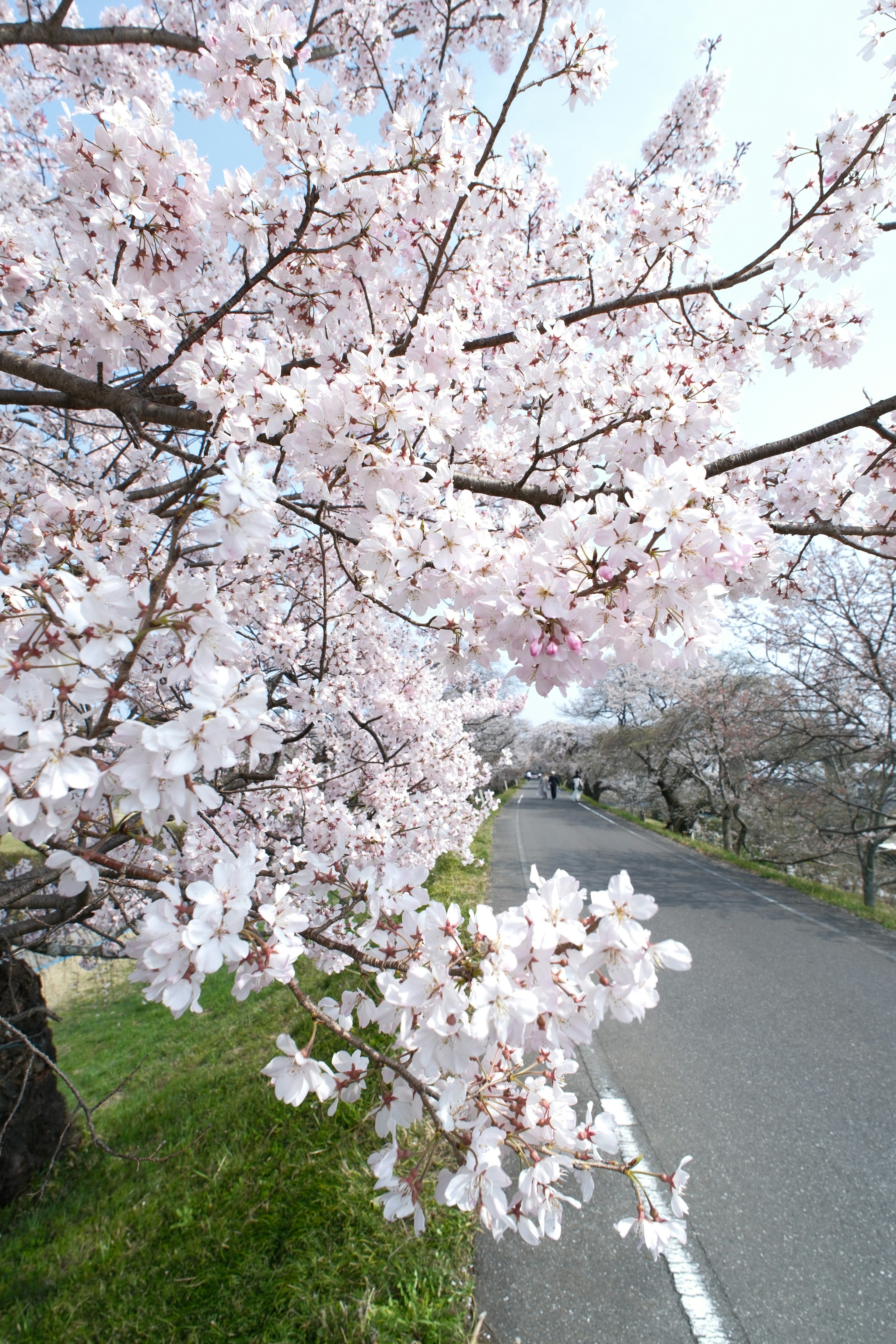 木曽川堤の桜並木と遊歩道