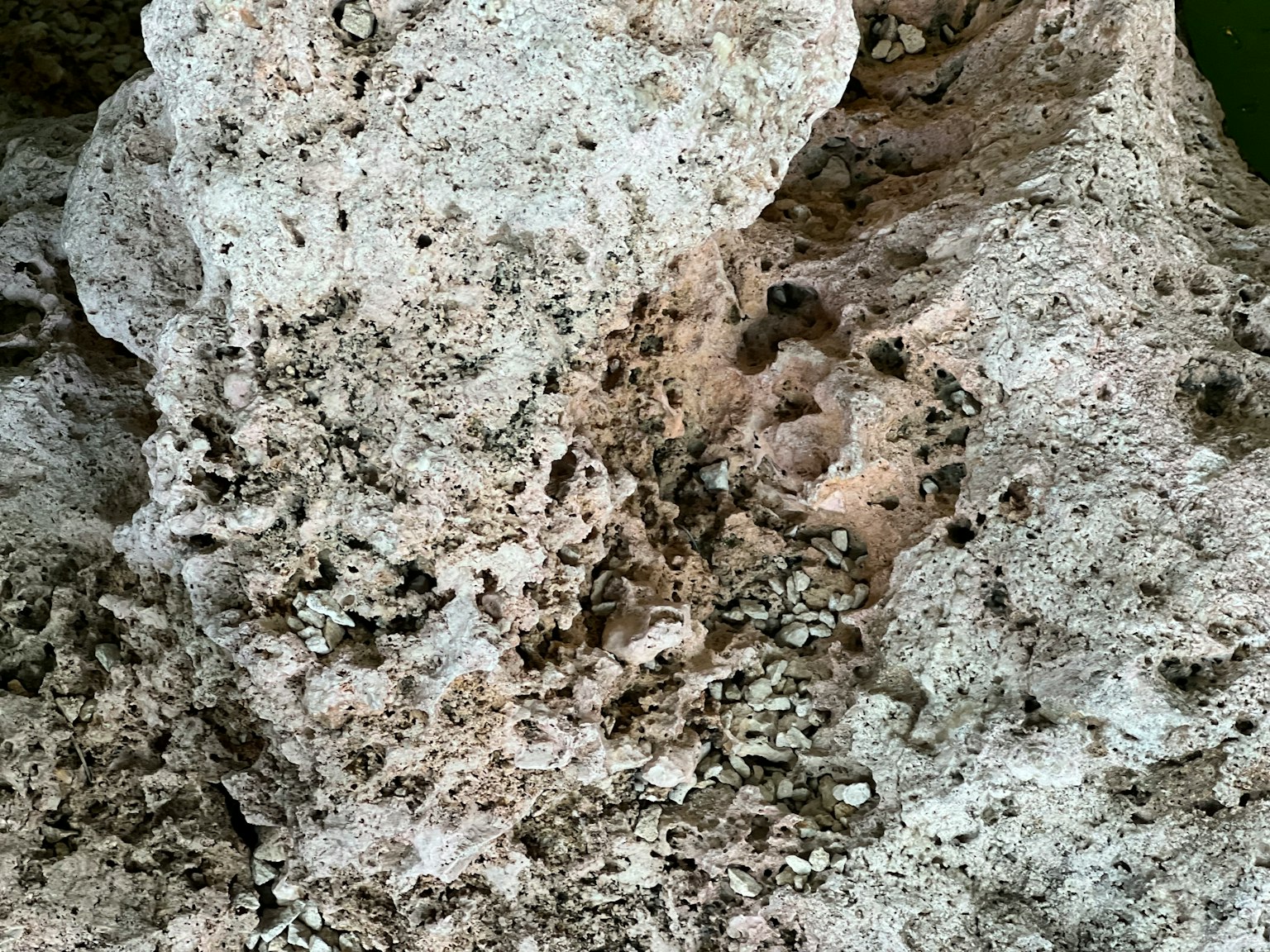 Gros plan d'une roche blanche avec de petits insectes groupés dessus