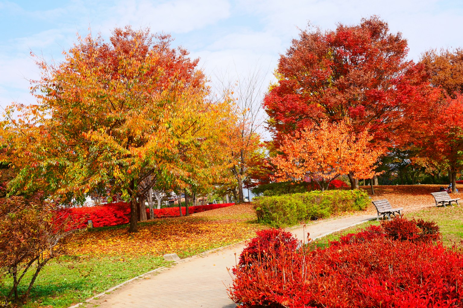 Herbstpark-Szene mit lebhaftem Laub entlang eines gewundenen Pfades