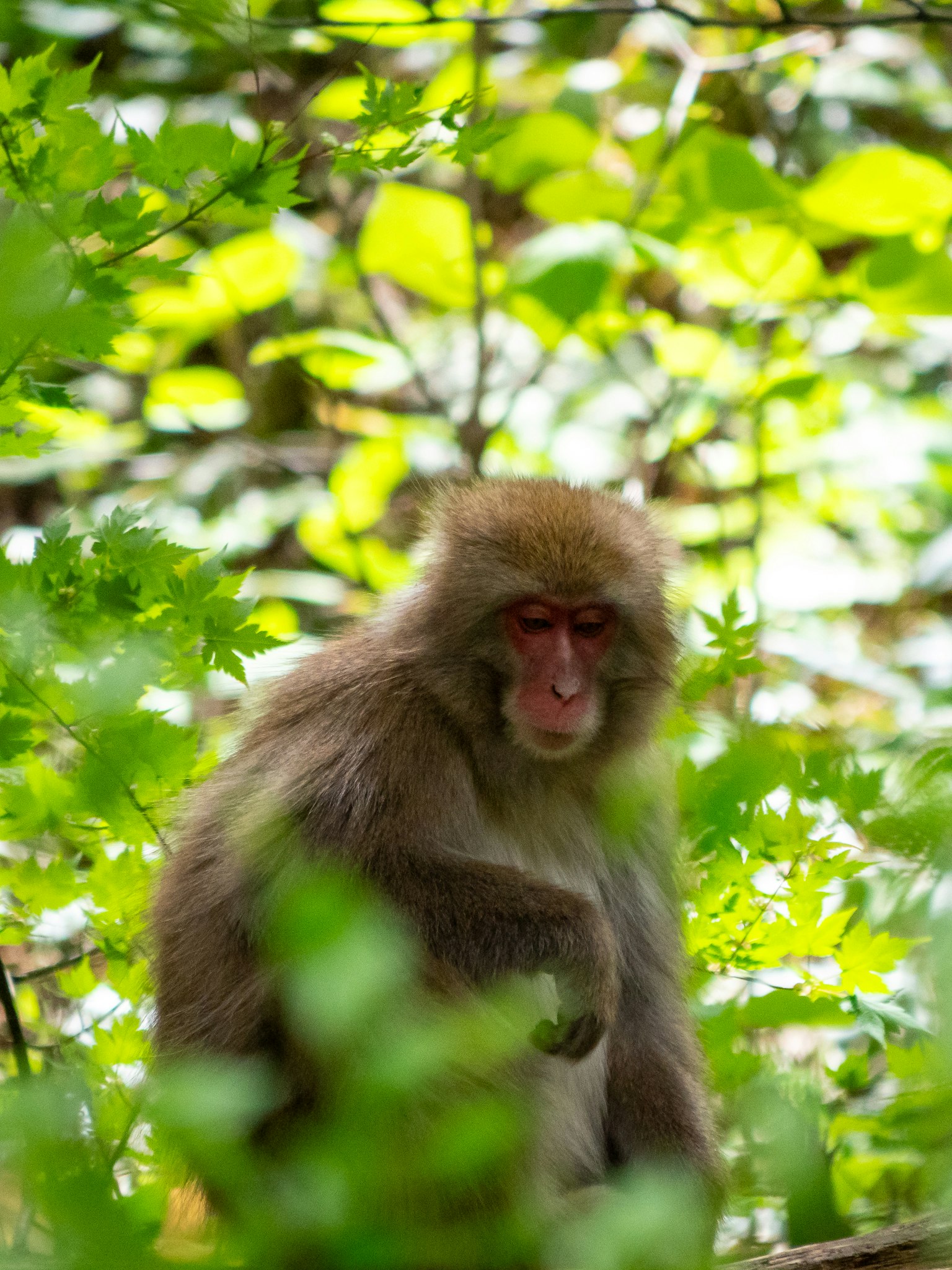 Un macaque japonais assis tranquillement entouré de feuilles vertes