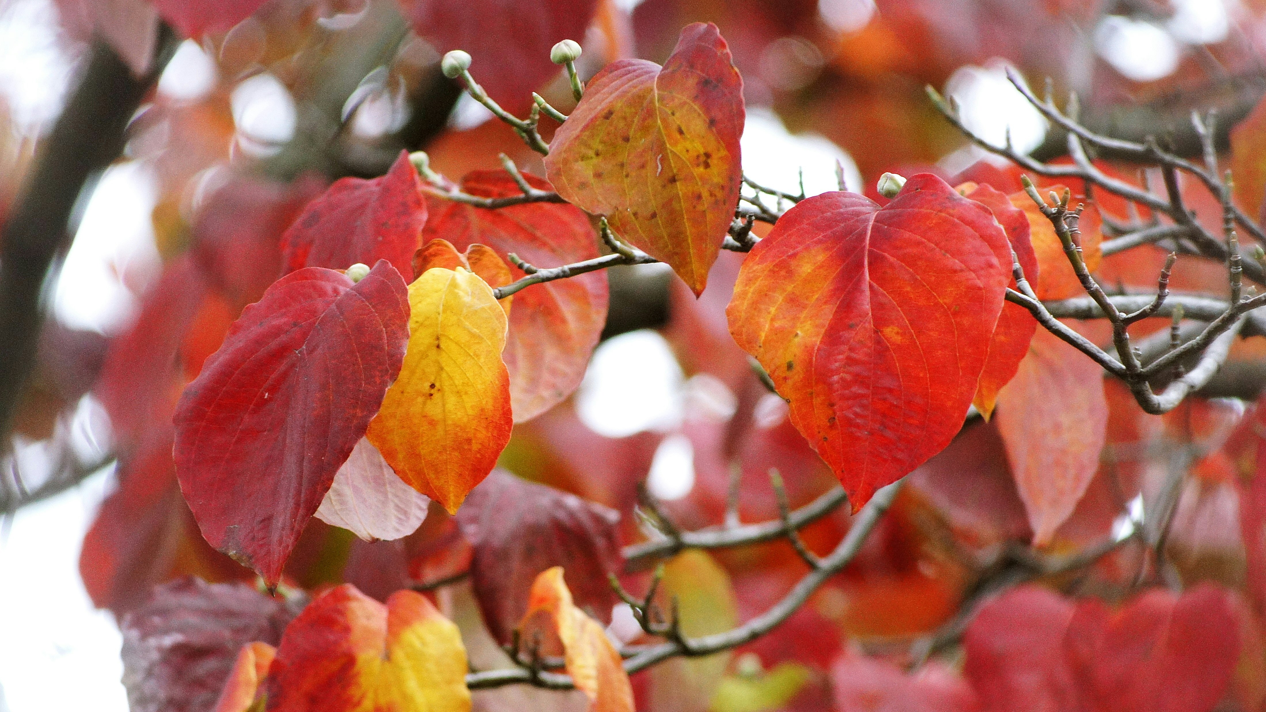 紅葉のハナミズキの枝先に色づいた葉