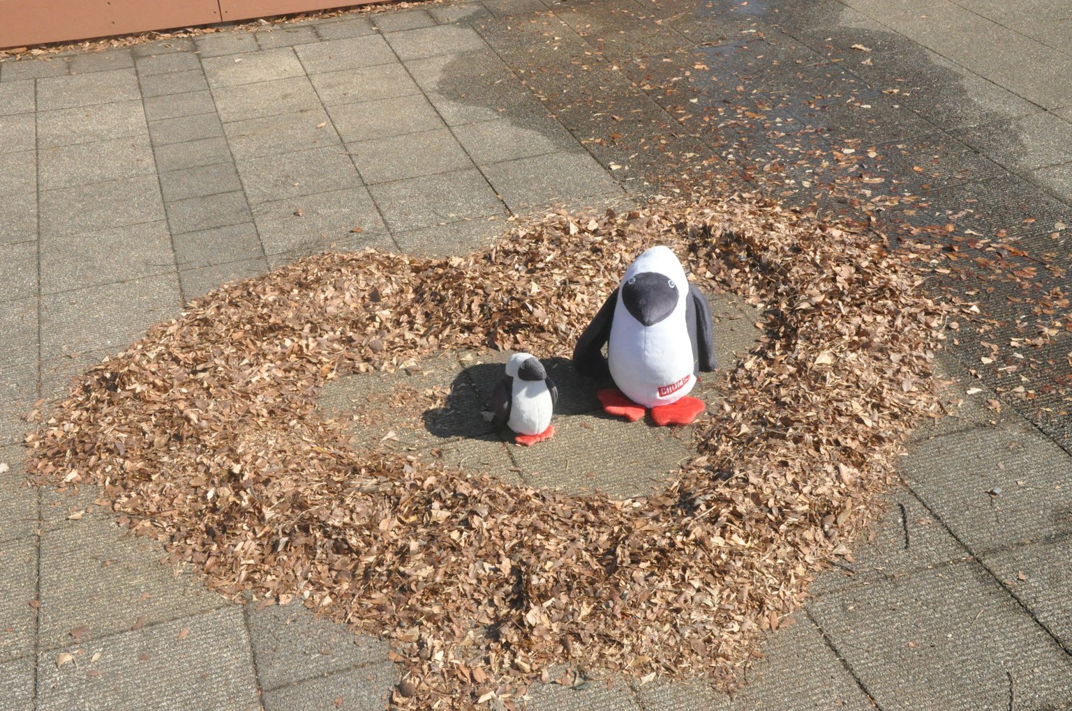 Figuras de pingüinos rodeadas por un arreglo en forma de corazón de hojas en el suelo