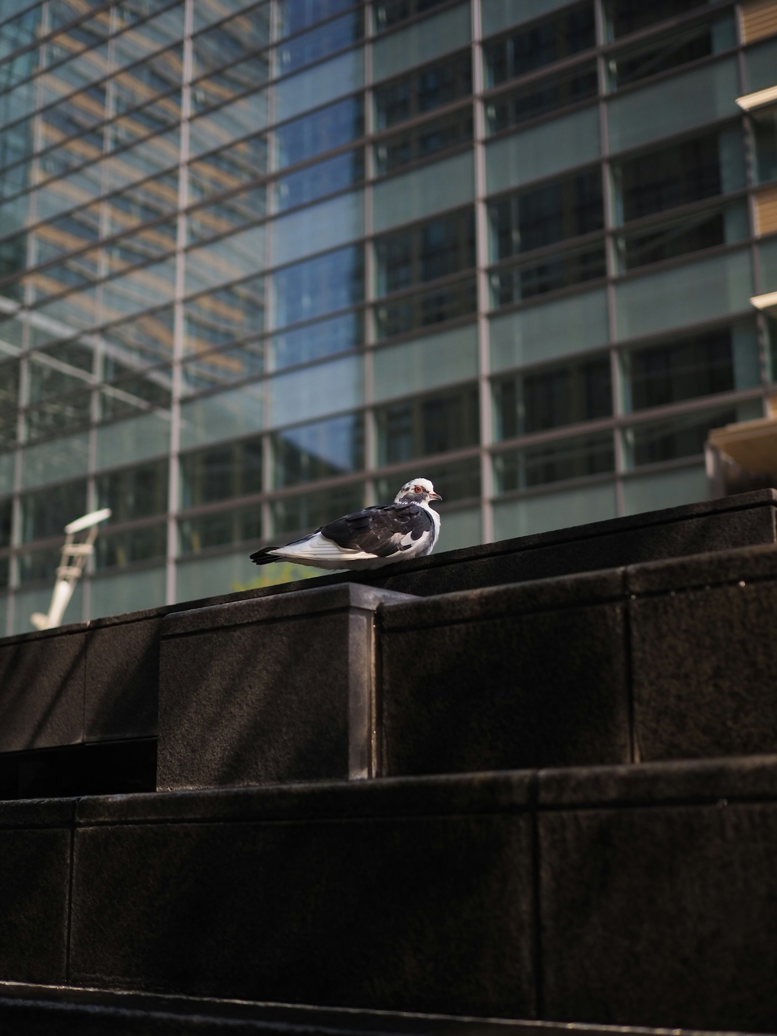 Pigeon perché sur des marches avec des reflets de bâtiment en verre