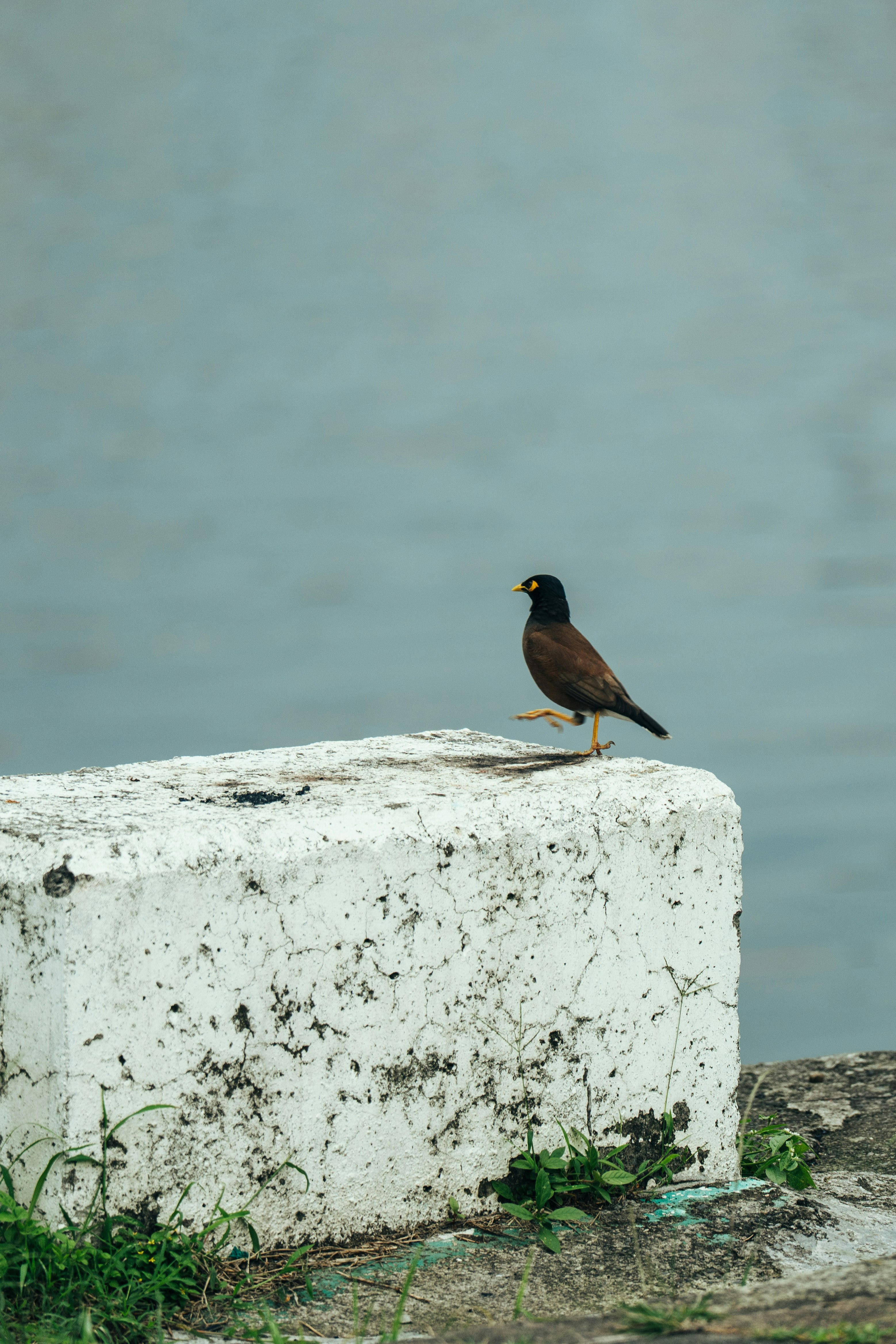 Un uccello myna posato su un blocco di pietra bianco