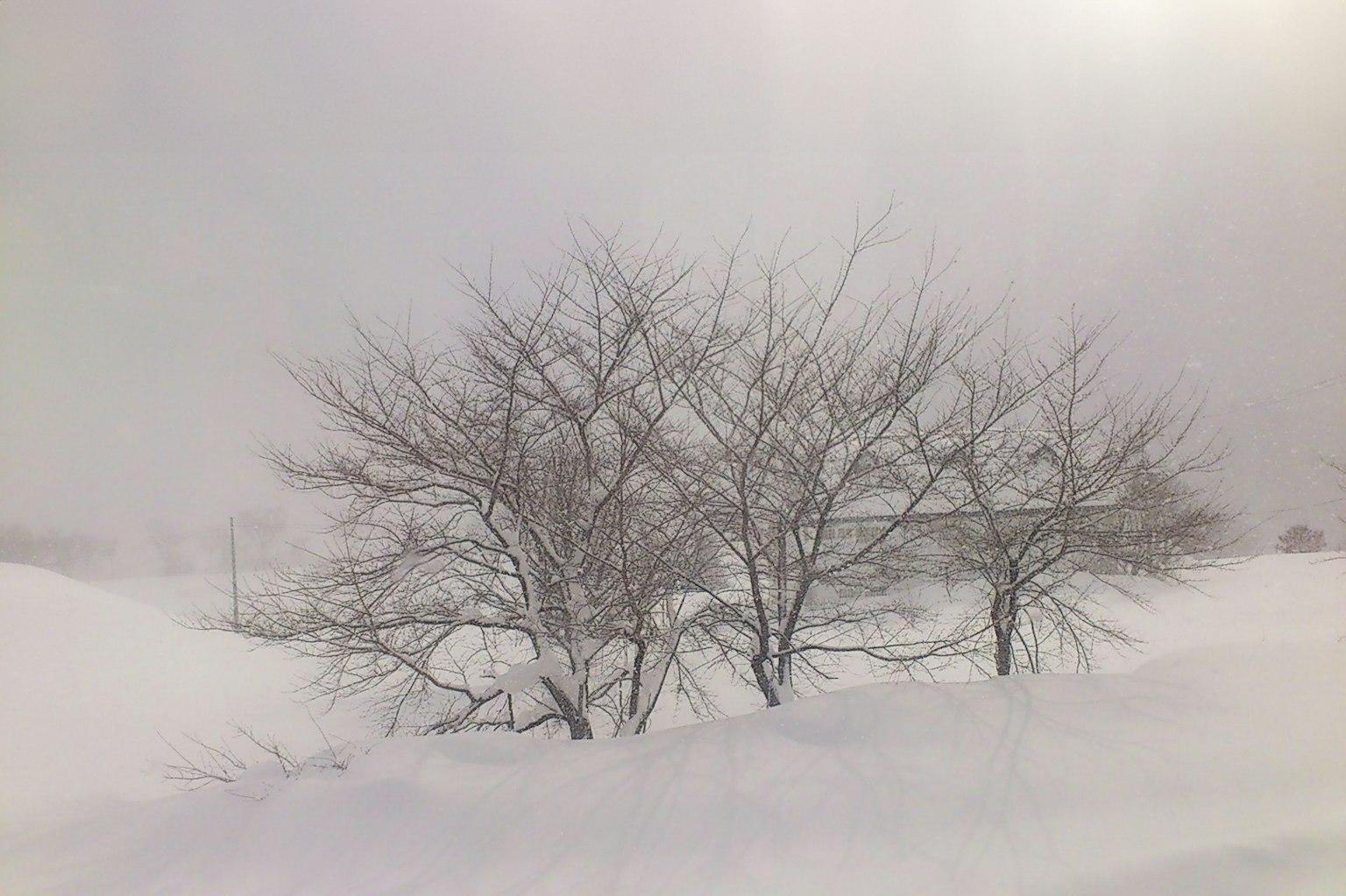 被雪覆蓋的樹木在寧靜的冬季景觀中