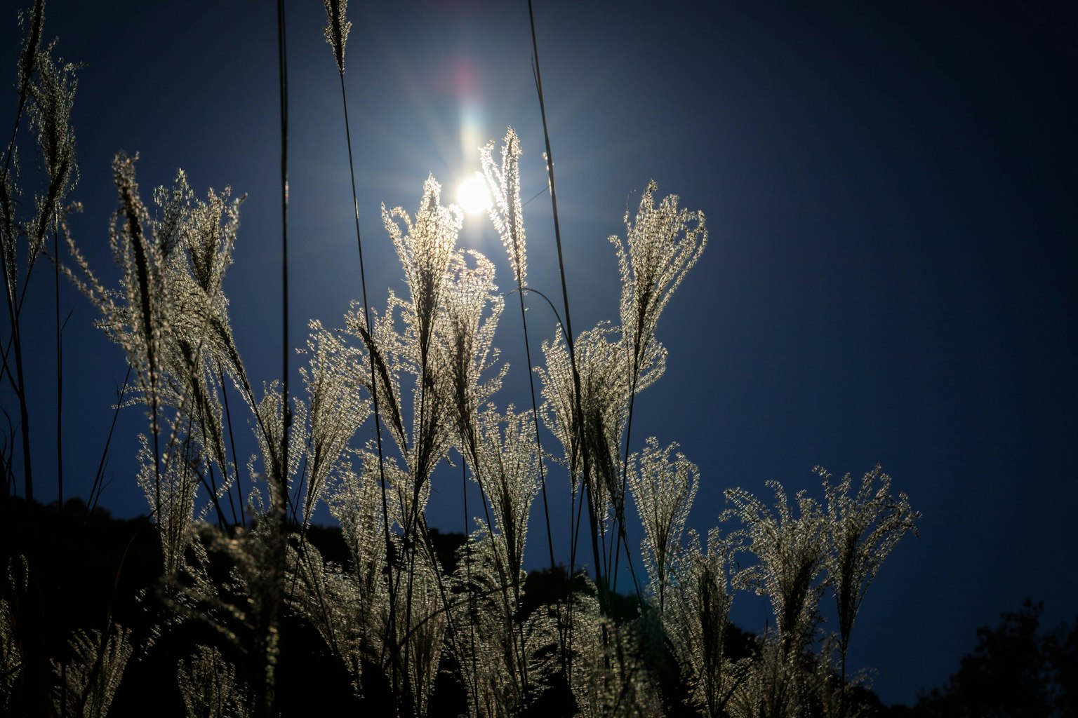 Herbe de la pampa blanche se balançant sous la lumière de la lune