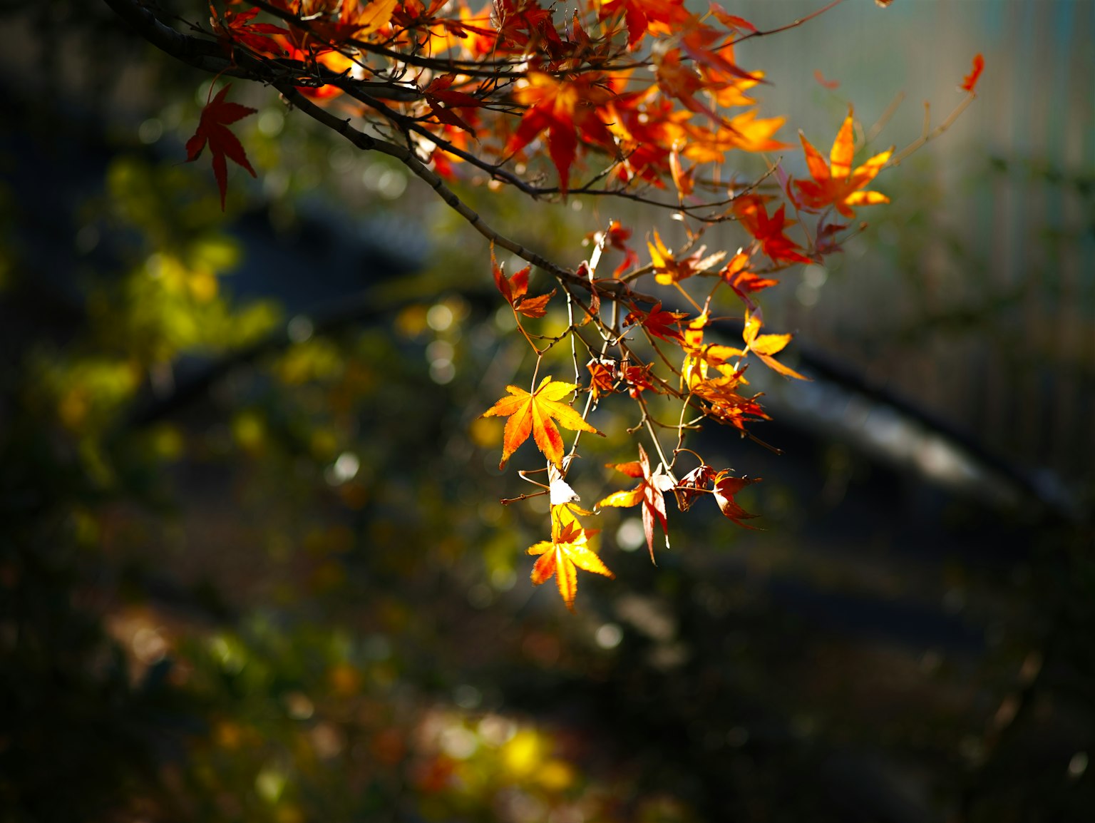 Äste geschmückt mit lebhaften Herbstblättern in Orange- und Gelbtönen