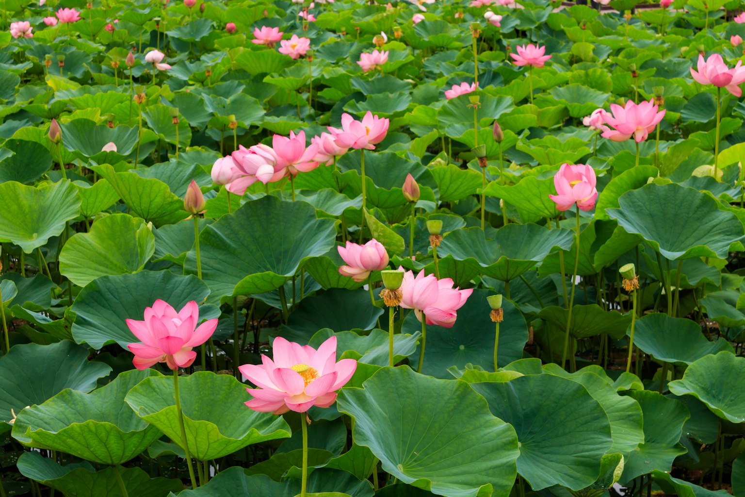 Un grupo de flores de loto rosa entre hojas verdes