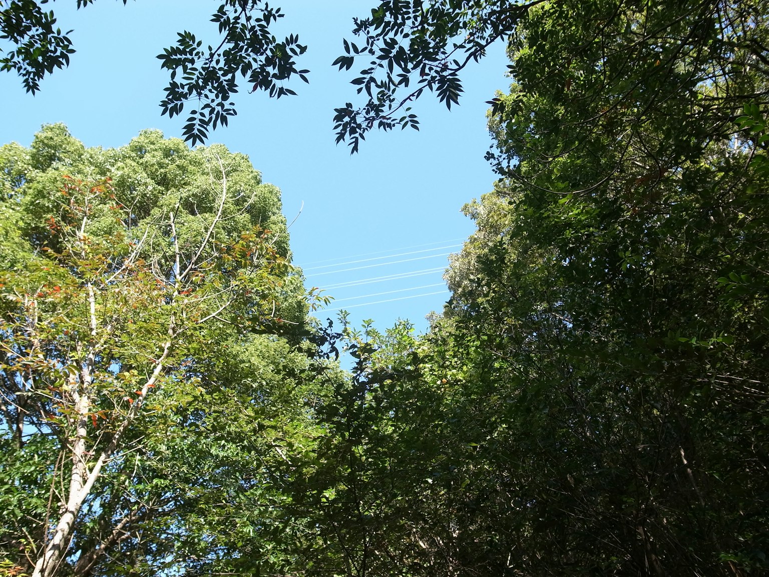 Vista forestale con alberi verdi e cielo blu