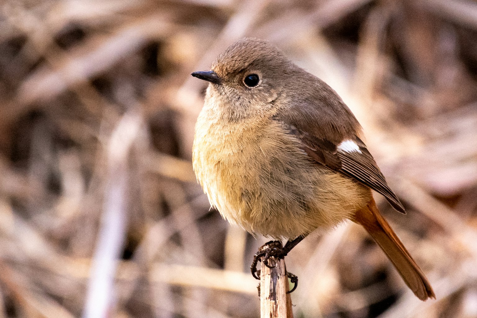 Ein kleiner Vogel sitzt auf einem Zweig mit trockenem Gras im Hintergrund