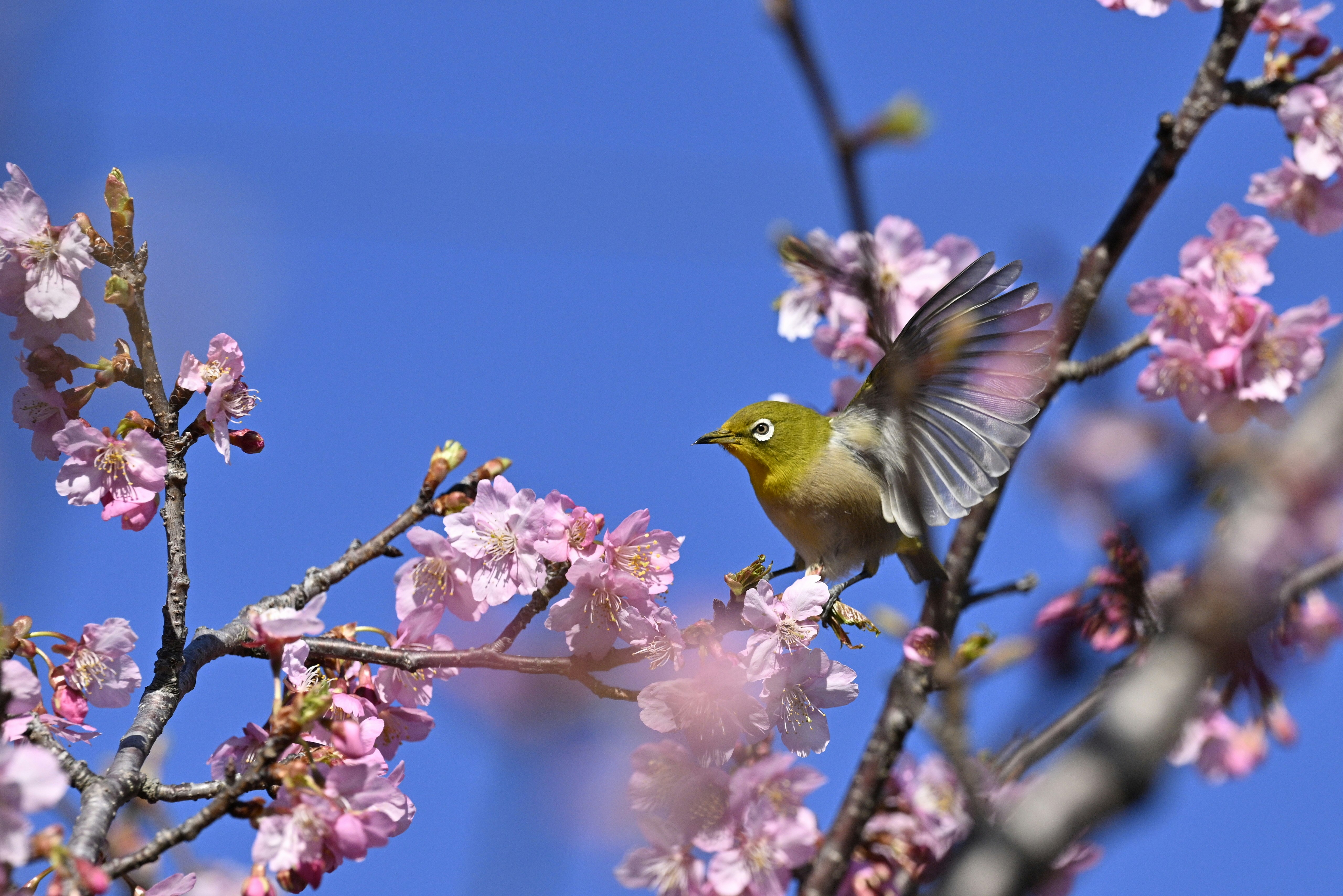 桜の花にとまる小鳥のアップ画像