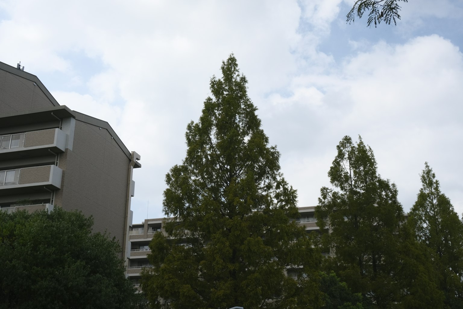 Landscape with tall trees and low buildings under a blue sky