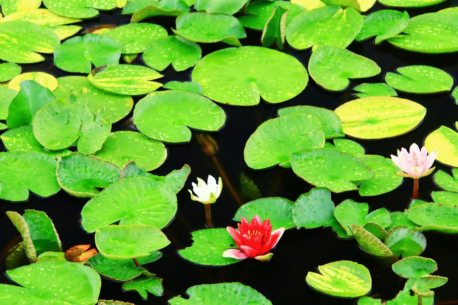 Lirios verdes en el agua con lirios blancos y rojos