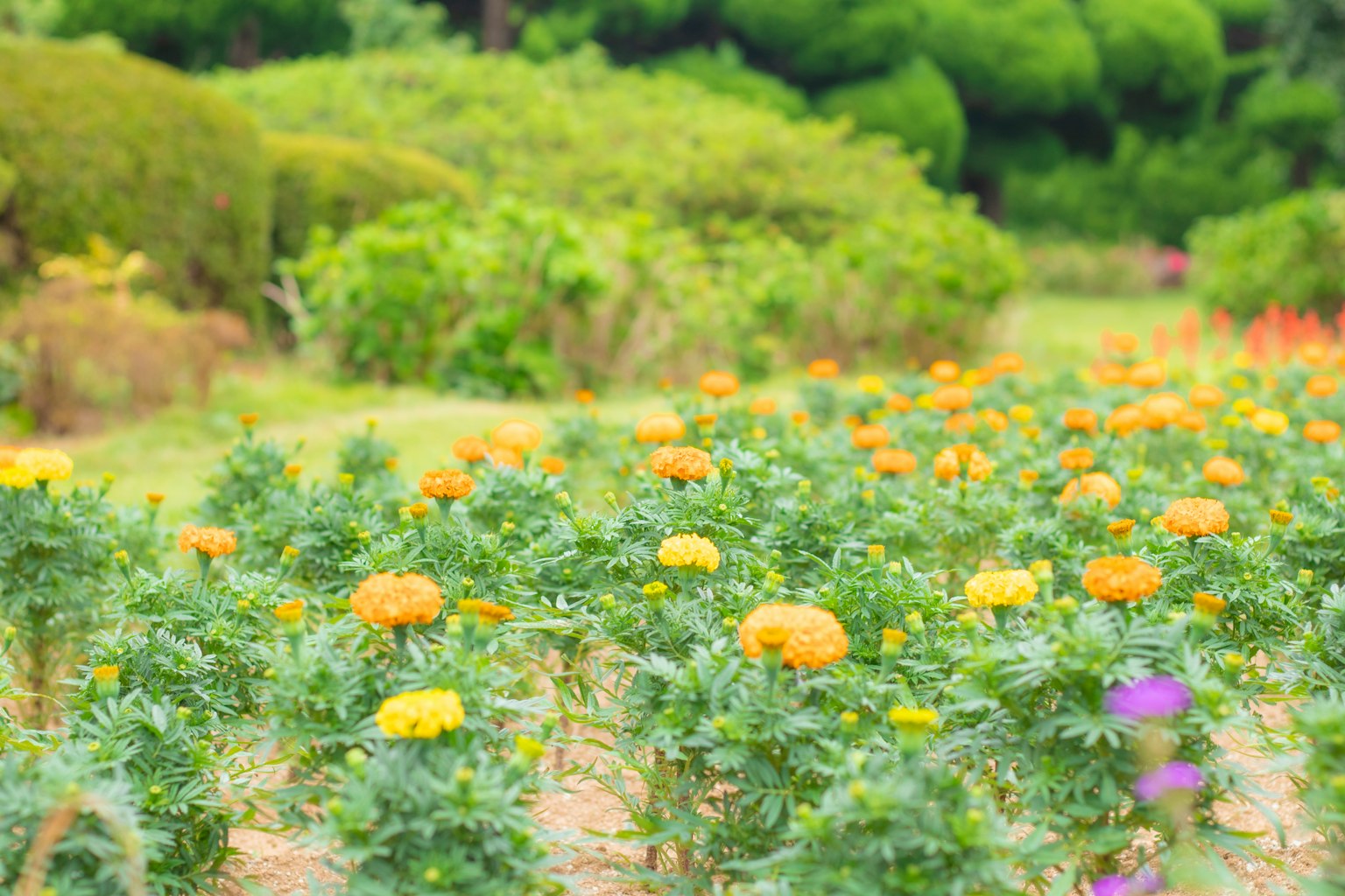 Eine lebendige Gartenszene mit blühenden Ringelblumen