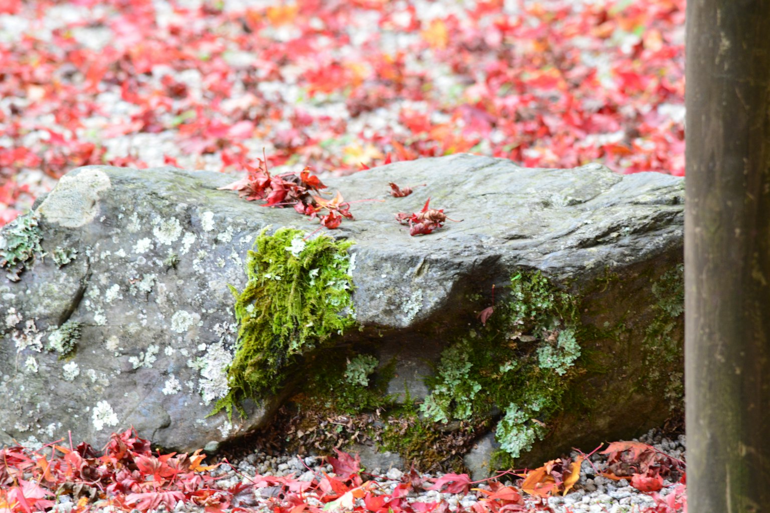 Una roccia coperta di muschio circondata da foglie rosse d'autunno