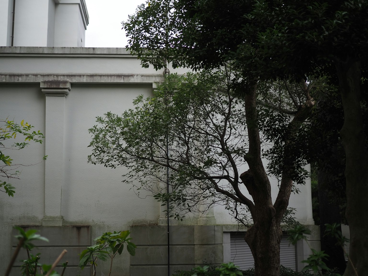 安静的场景，白色墙壁和绿色树木