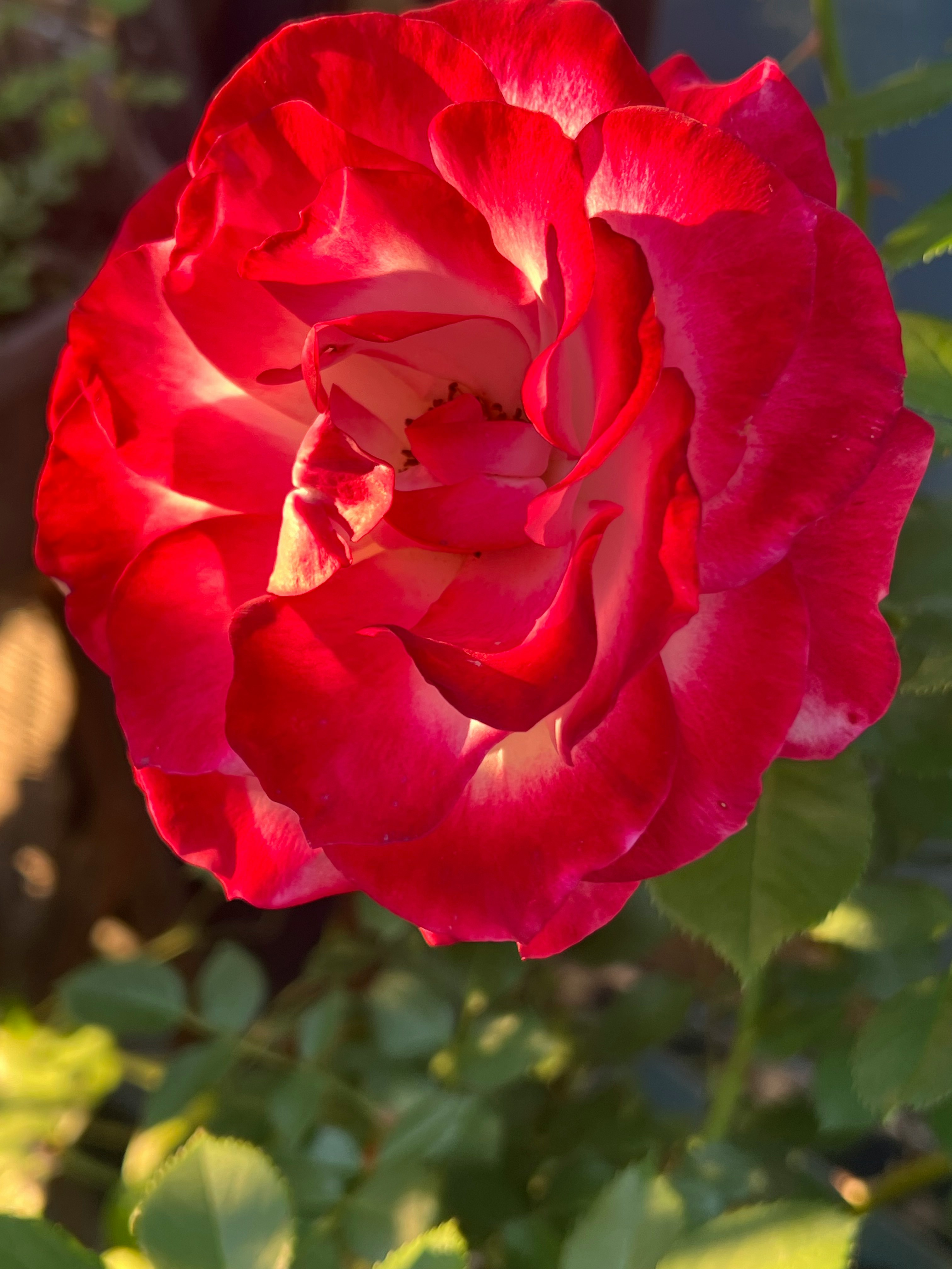 真っ赤な薔薇の花びらが夕陽の光で照らされる画像