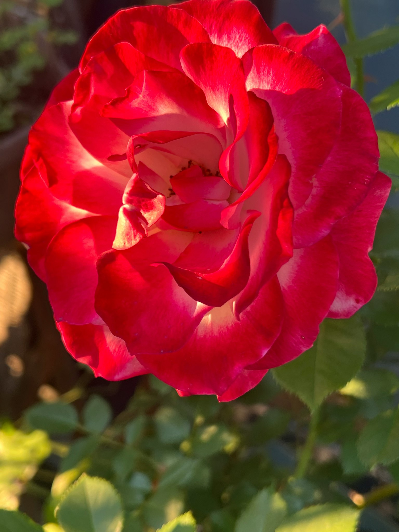 Una rosa vibrante rossa e bianca in fiore