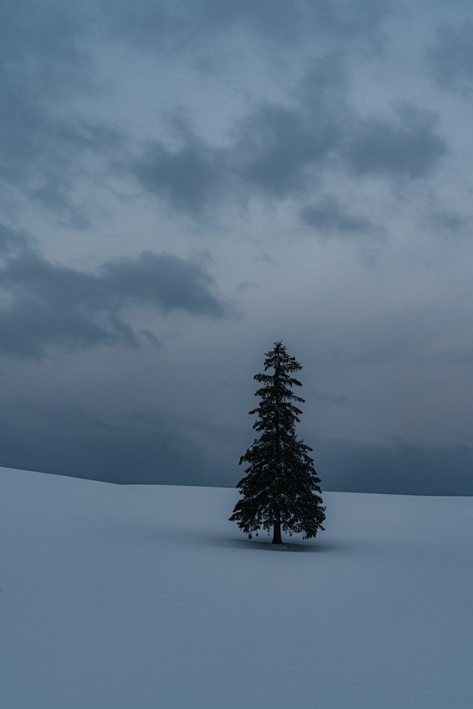 Un singolo albero che si erge in un vasto paesaggio innevato