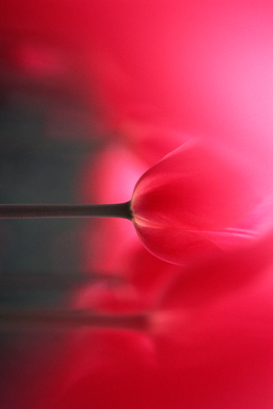 Primer plano de un tulipán rojo