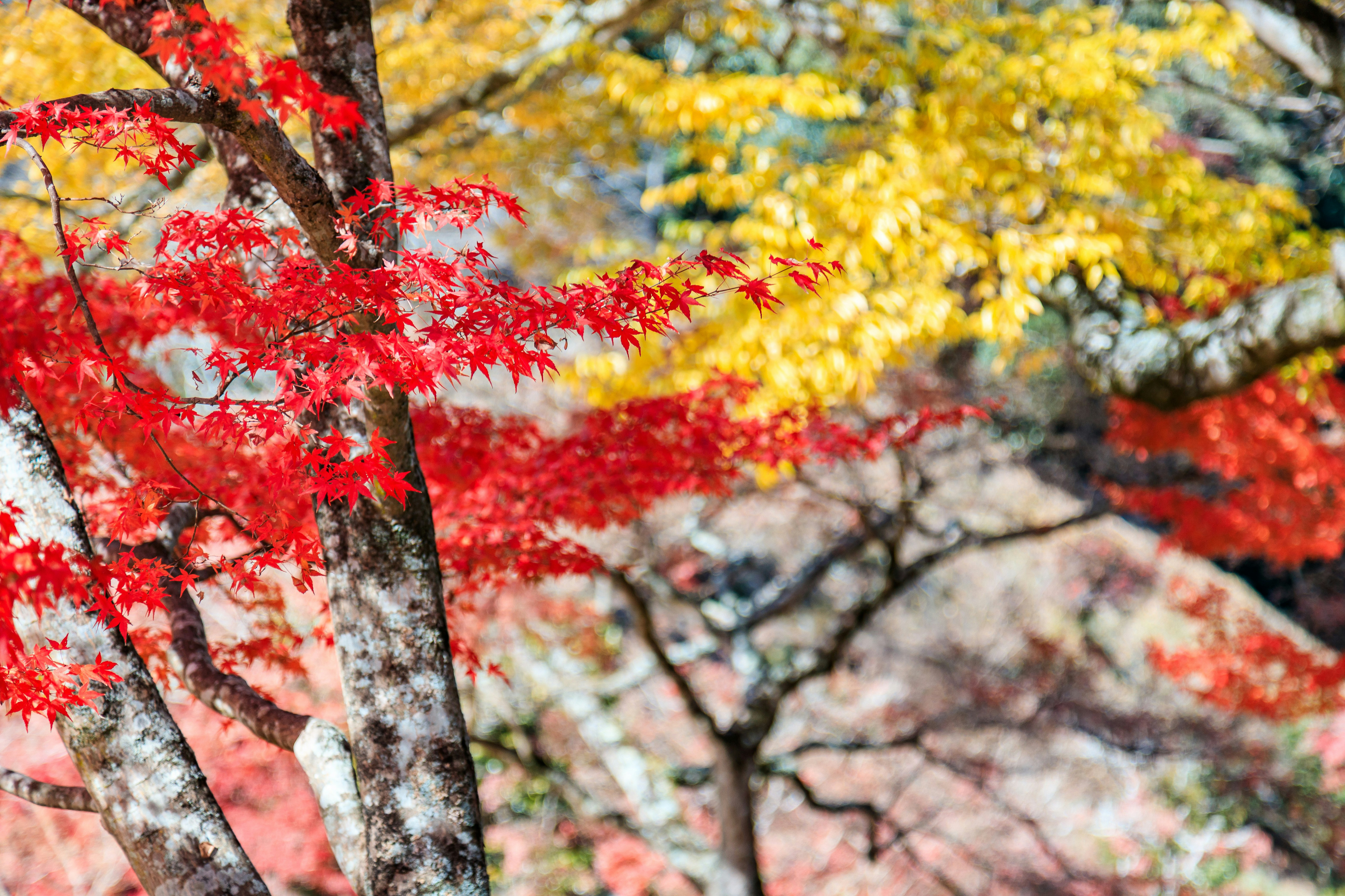 紅葉の並木に広がる赤と黄のモミジの景色