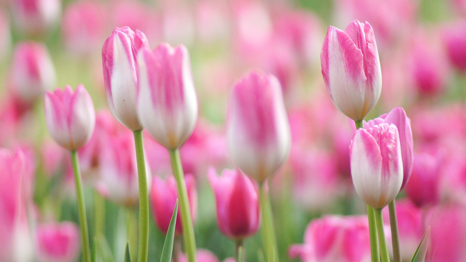 Un campo di tulipani rosa in fiore