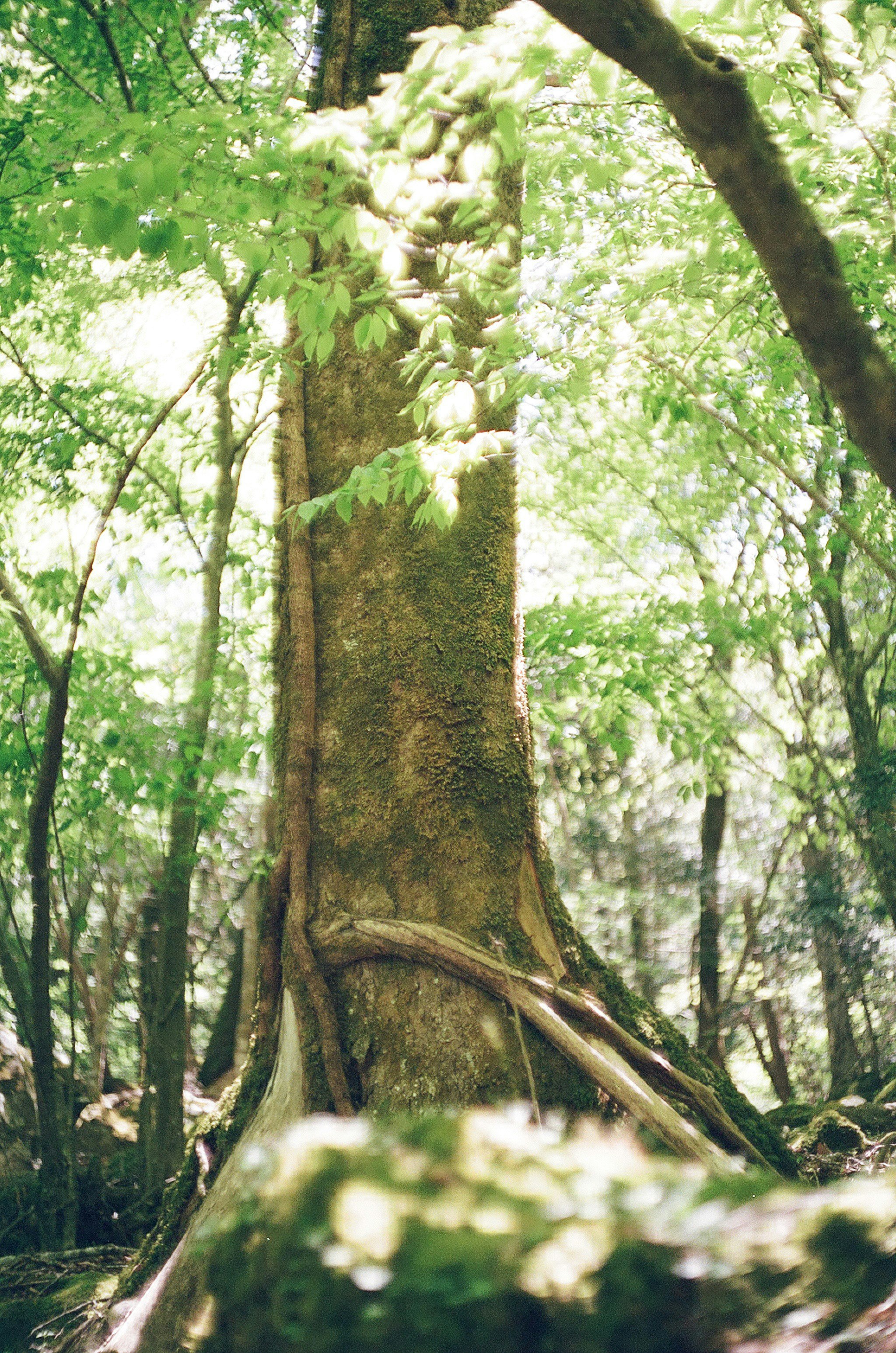 森の中で大きくそびえる木の幹と枝