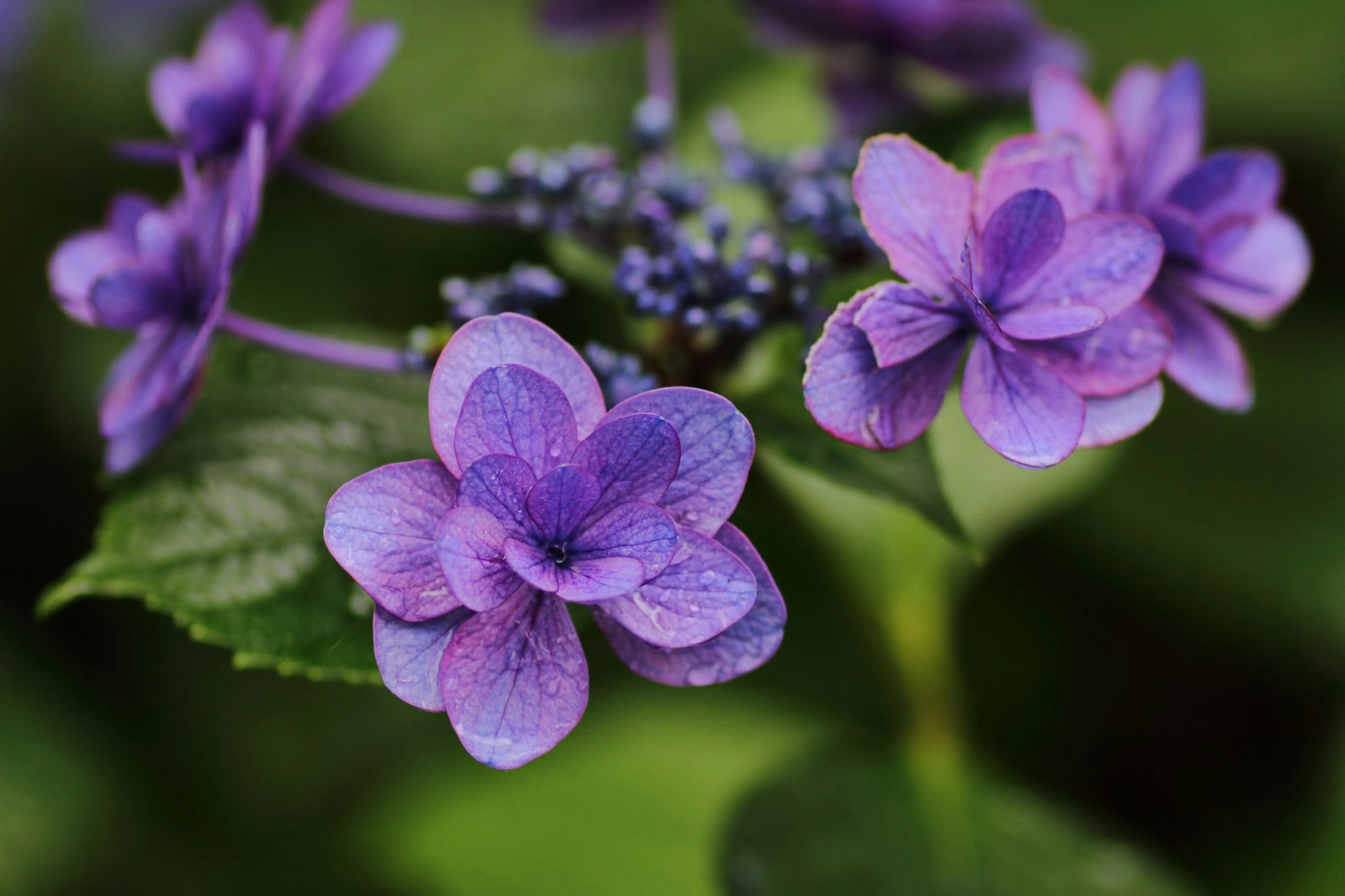 紫のアジサイの花と花びらの質感が見えるクローズアップ