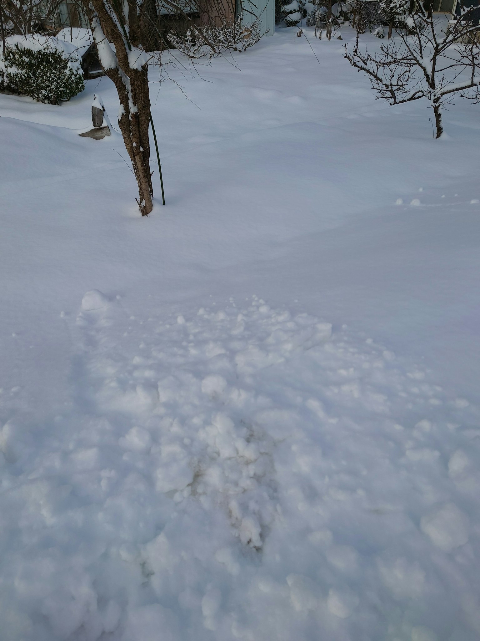 Winter landscape with snow-covered yard featuring trees and footprints
