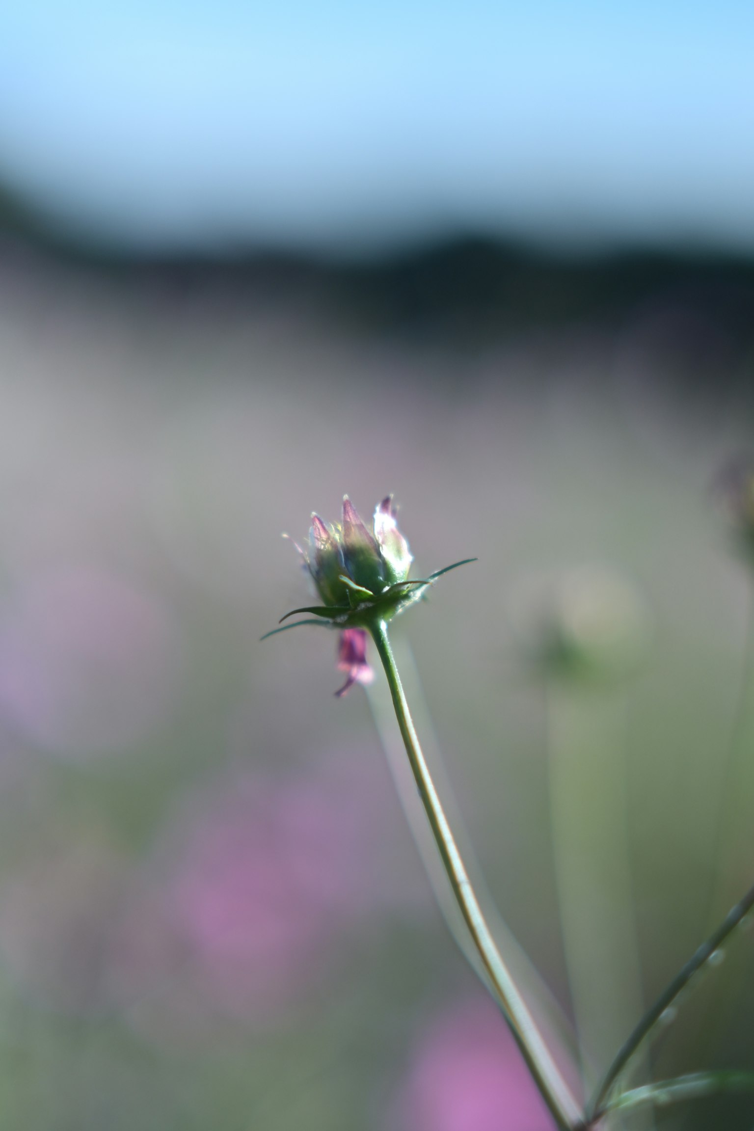 Un petit bouton de fleur sous un ciel bleu